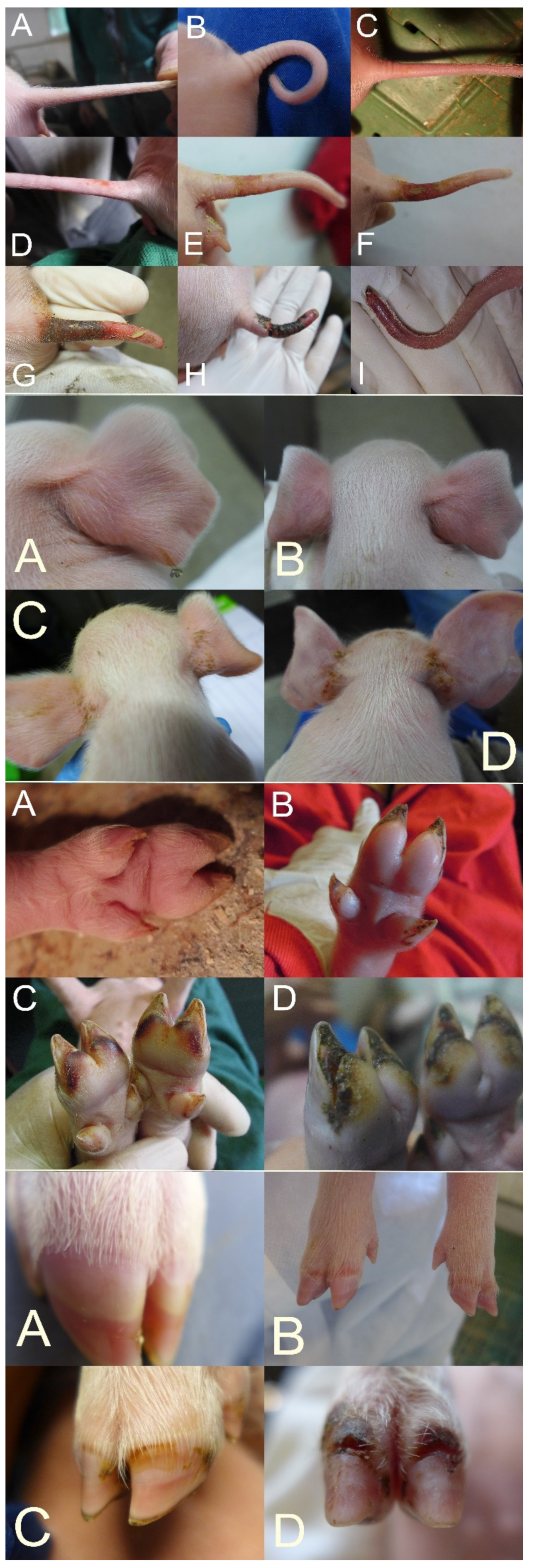 Animals 11 01670 g001