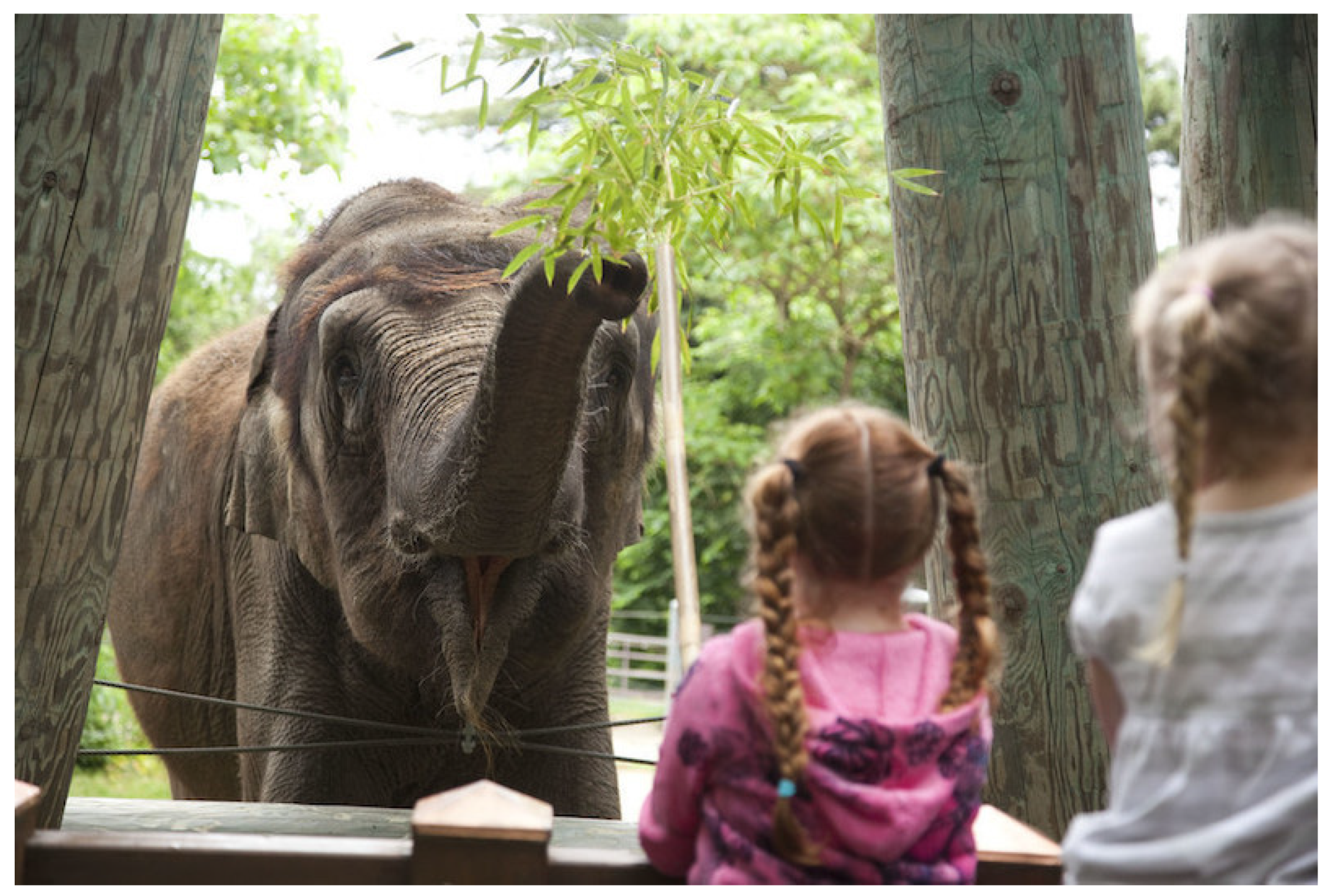 Animals 11 01689 g003