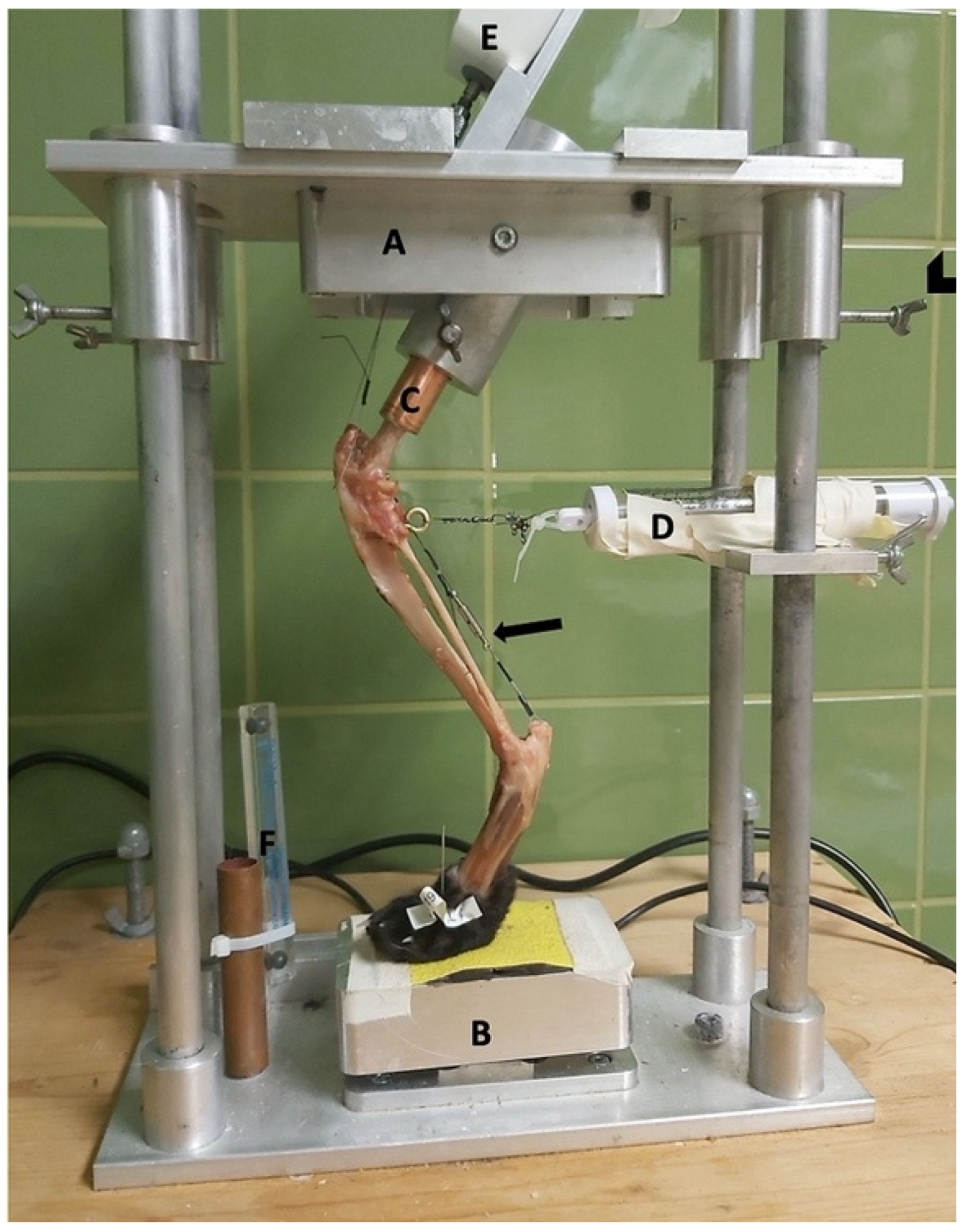 Animals 11 01695 g001