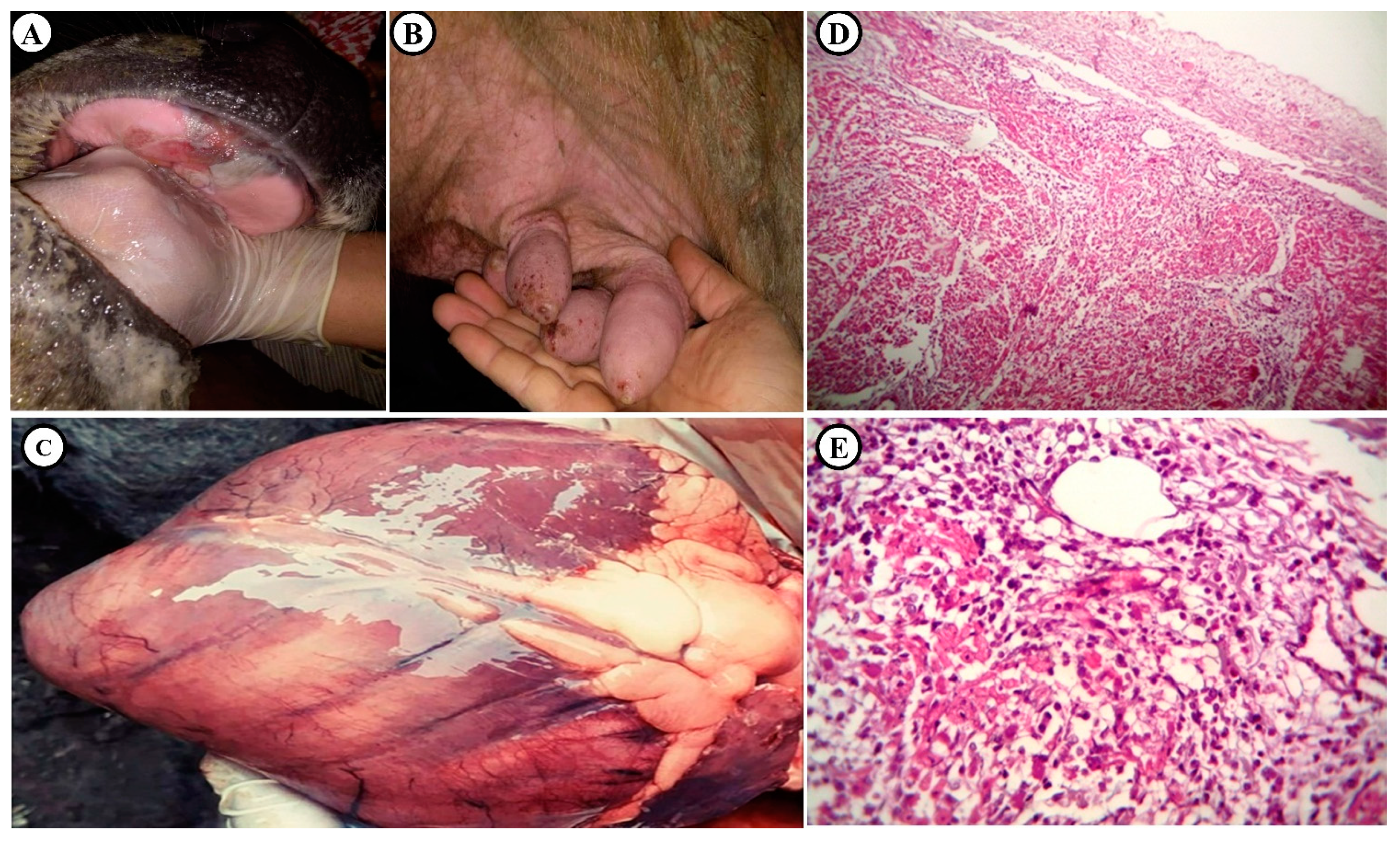 Animals 11 01697 g003