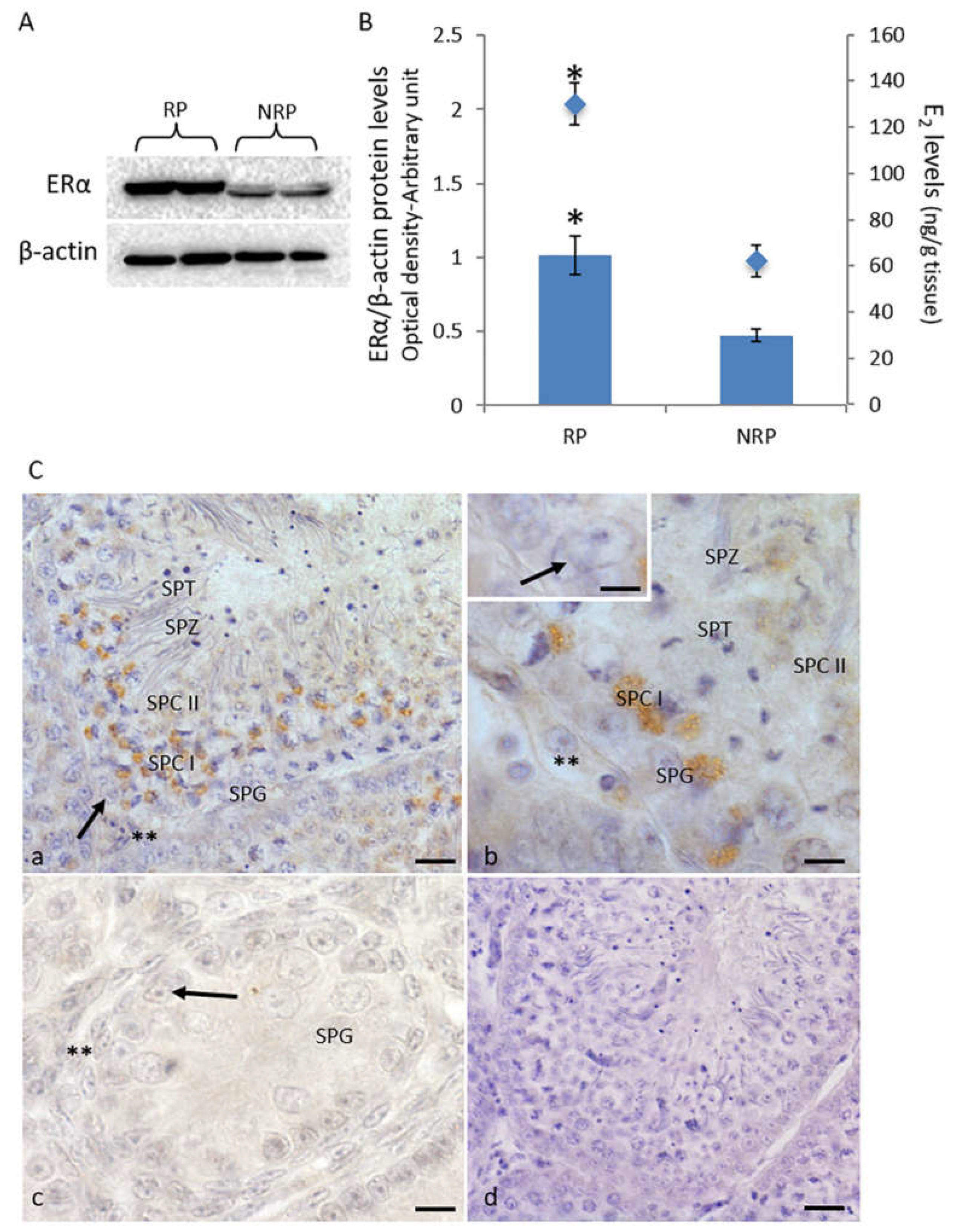 Animals 11 01729 g001