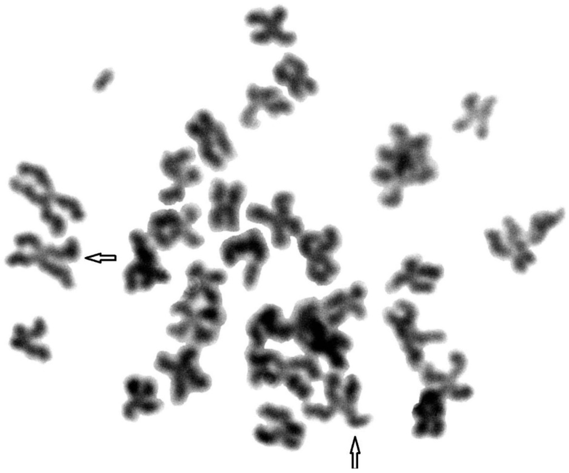 Animals 11 01743 g002