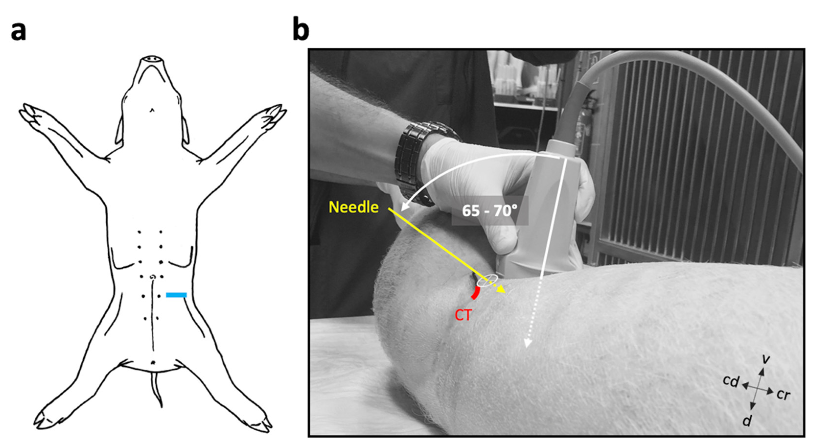 Animals 11 01759 g001