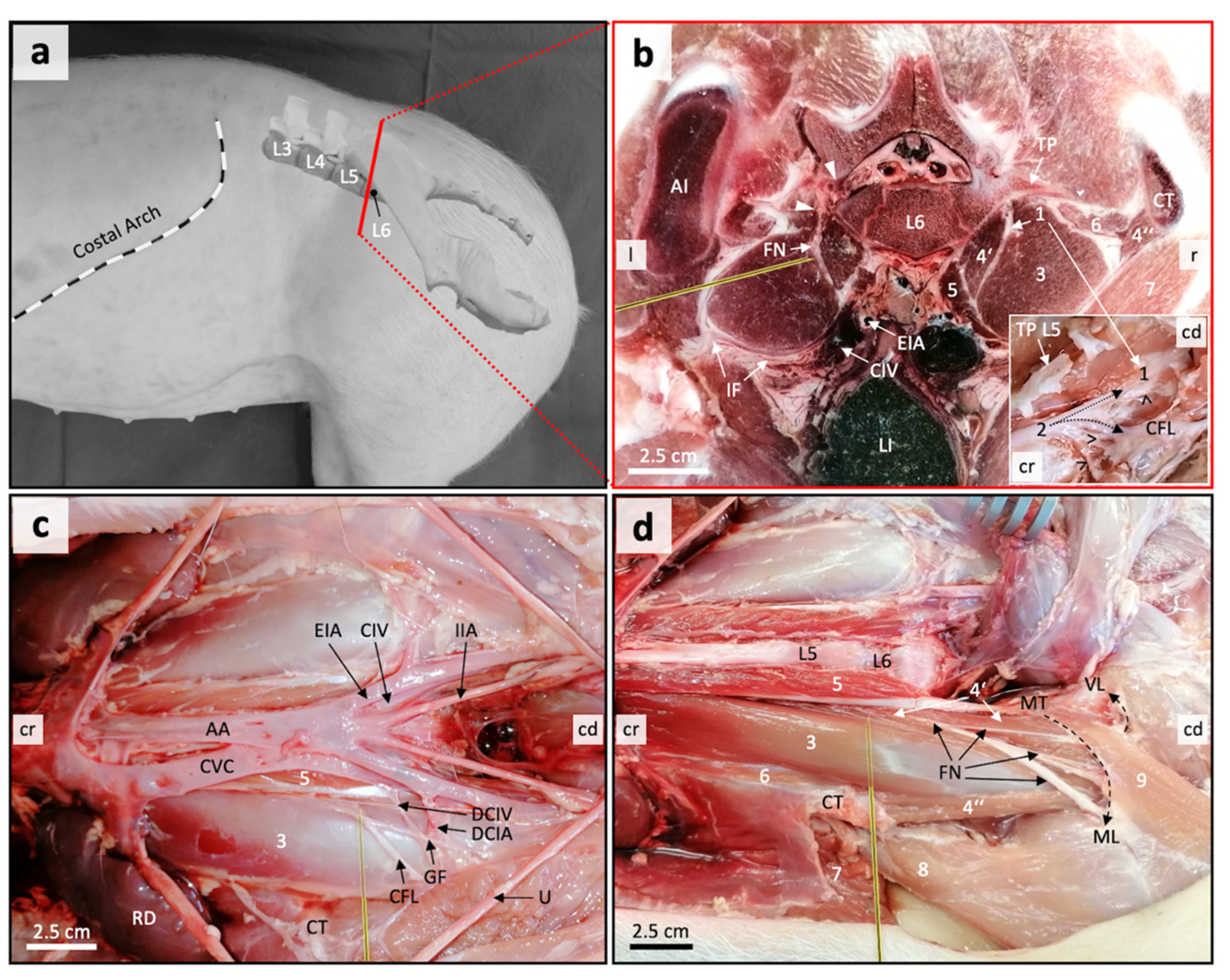 Animals 11 01759 g002