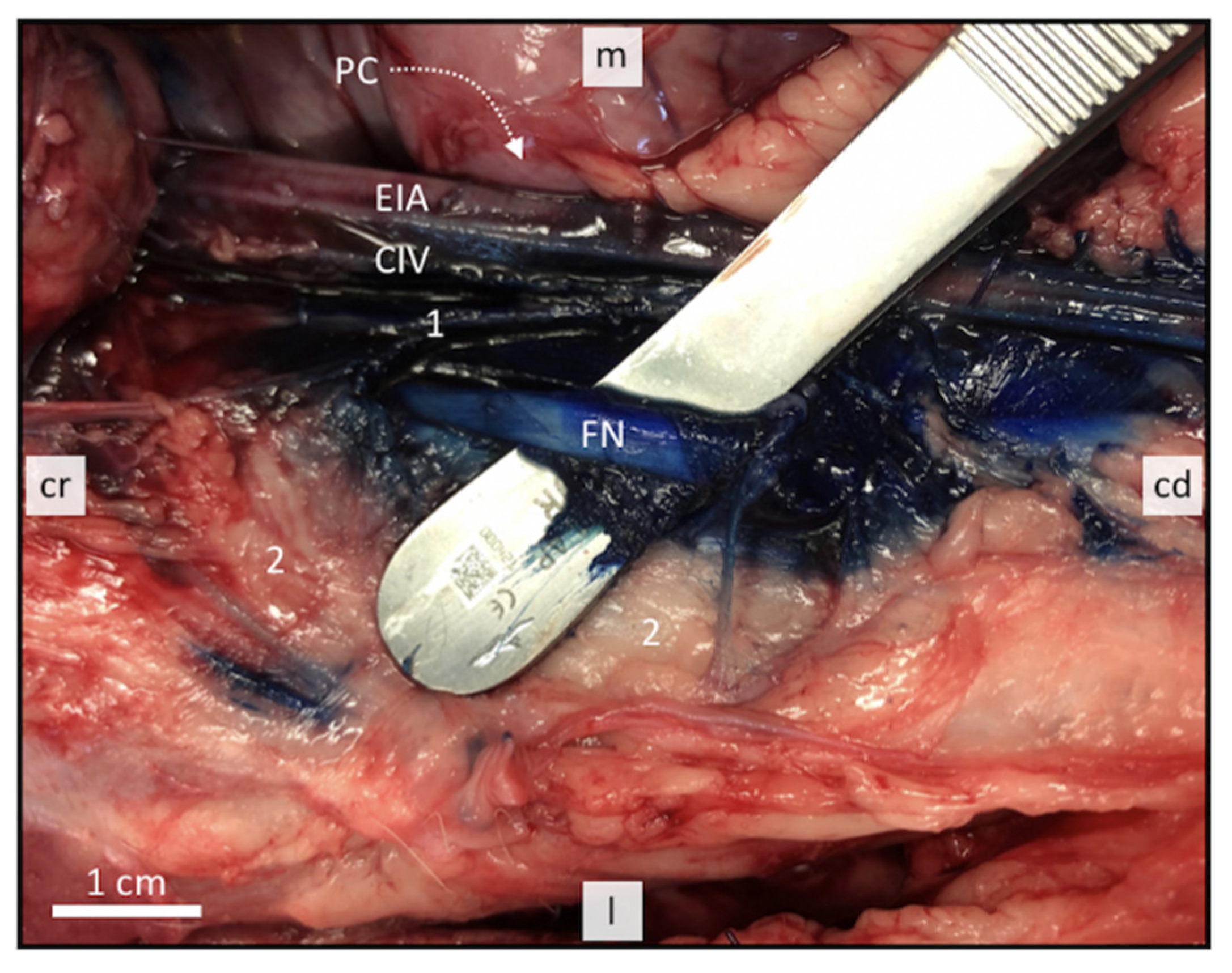 Animals 11 01759 g004