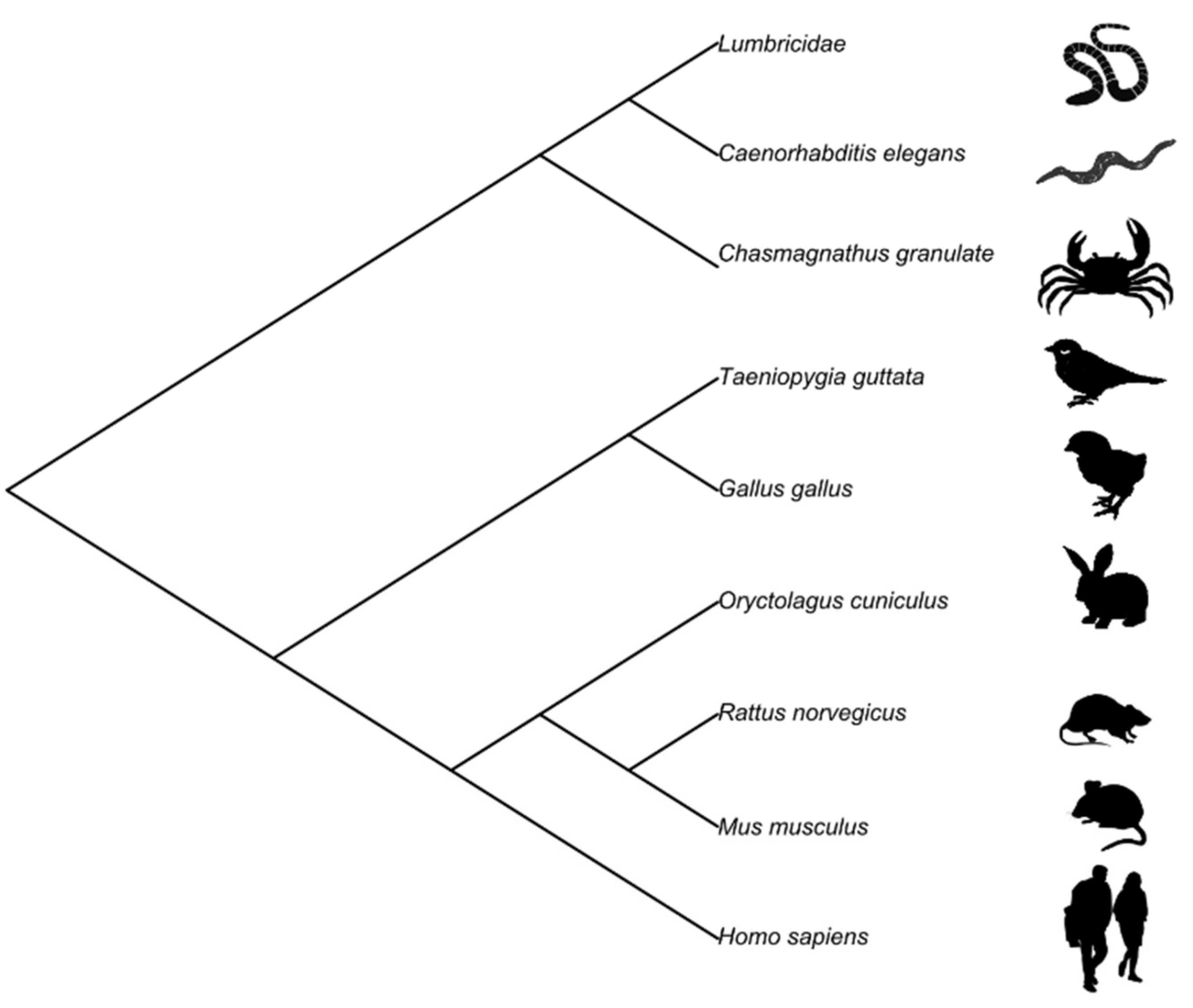 Animals 11 01767 g001 Animals 11 01767 g001