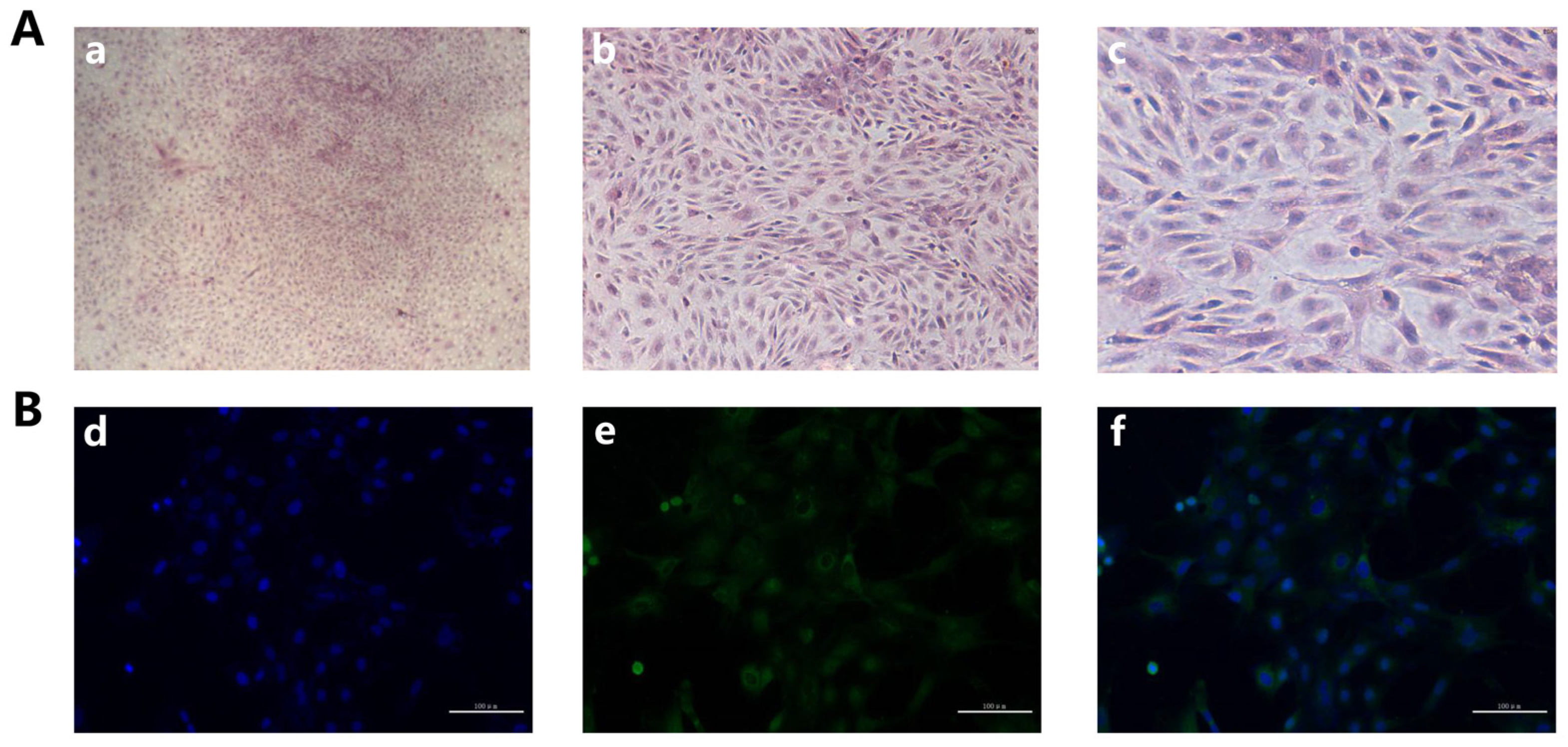 Animals 11 01770 g001