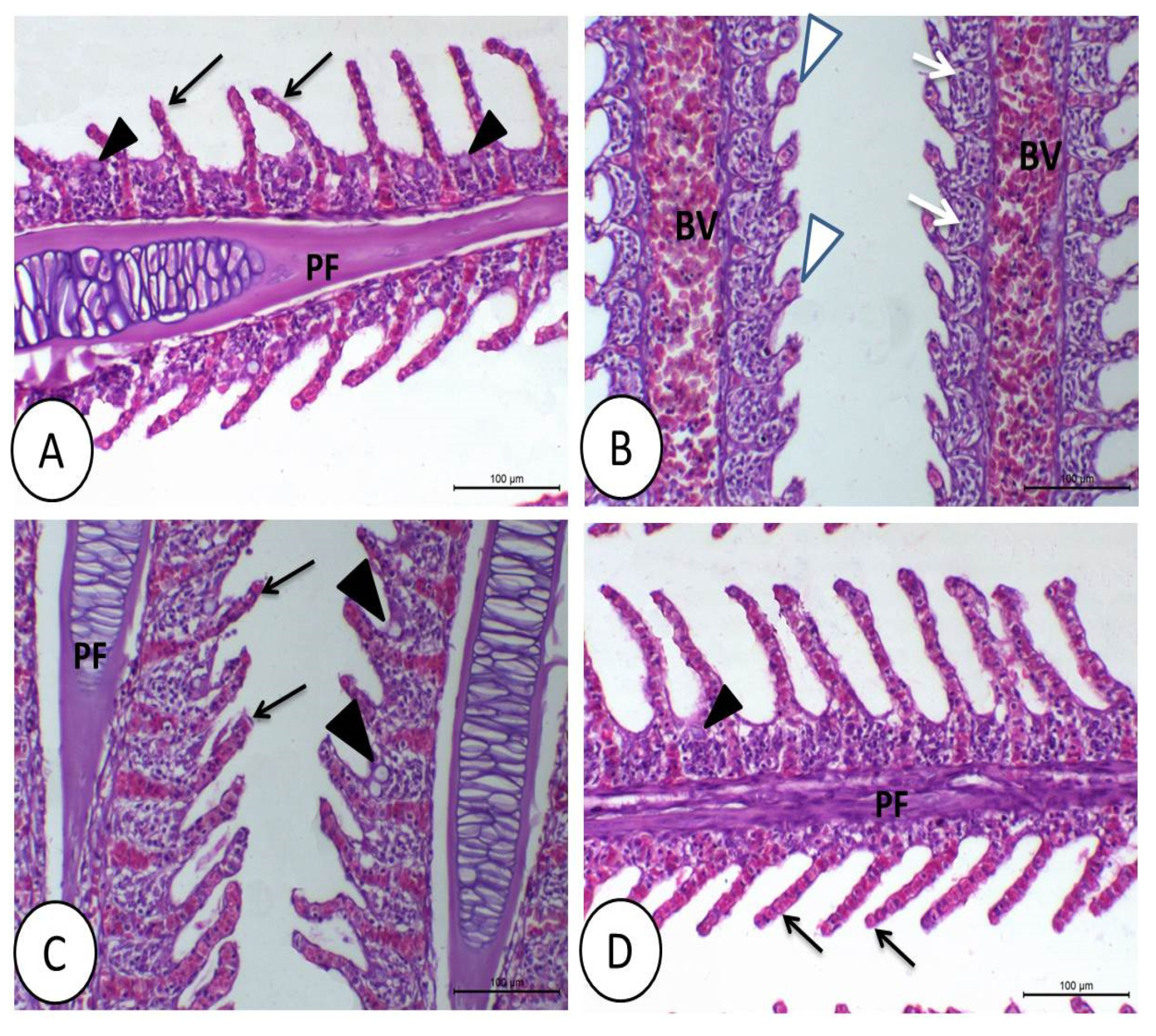 Animals 11 01790 g002