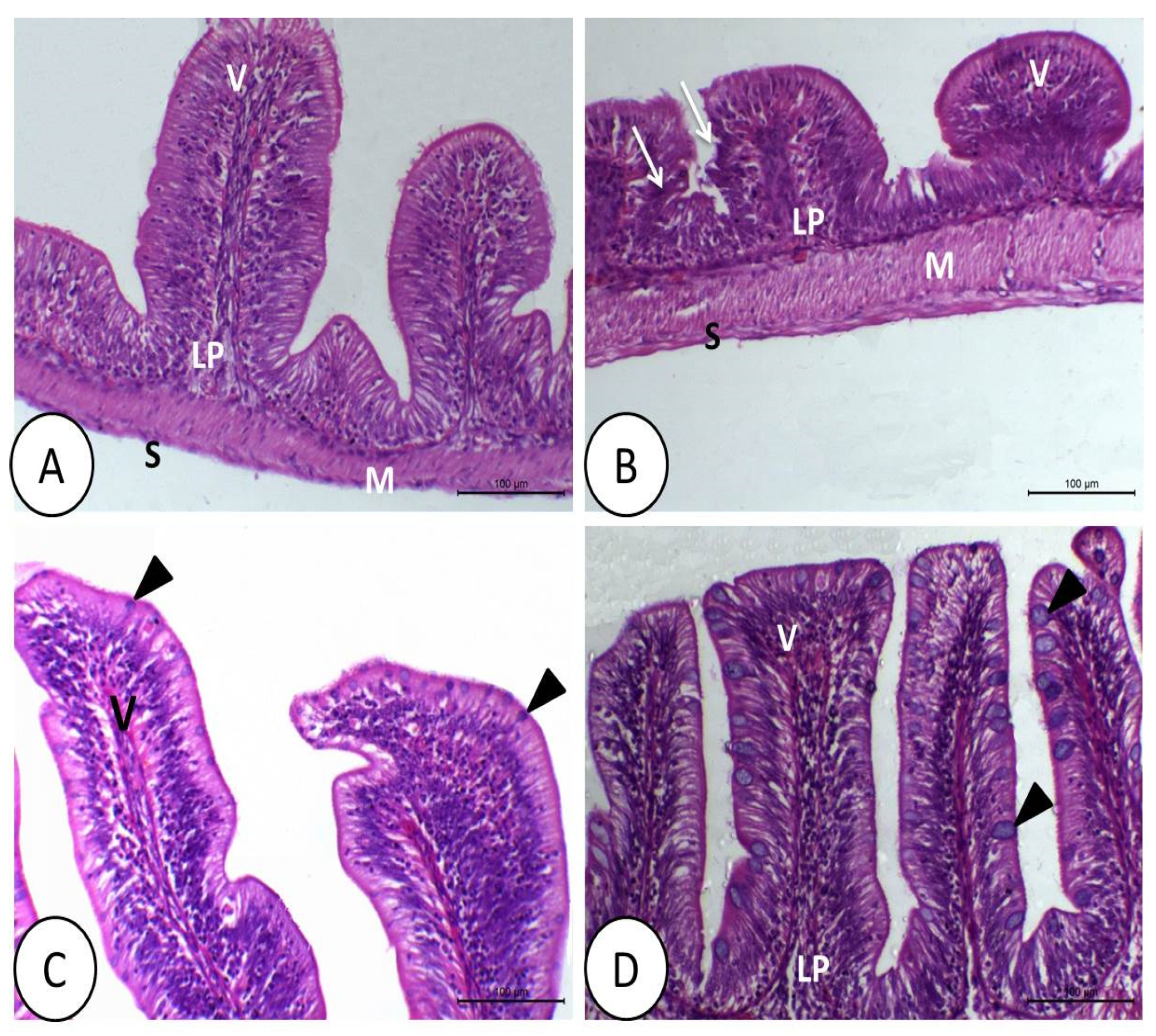 Animals 11 01790 g003