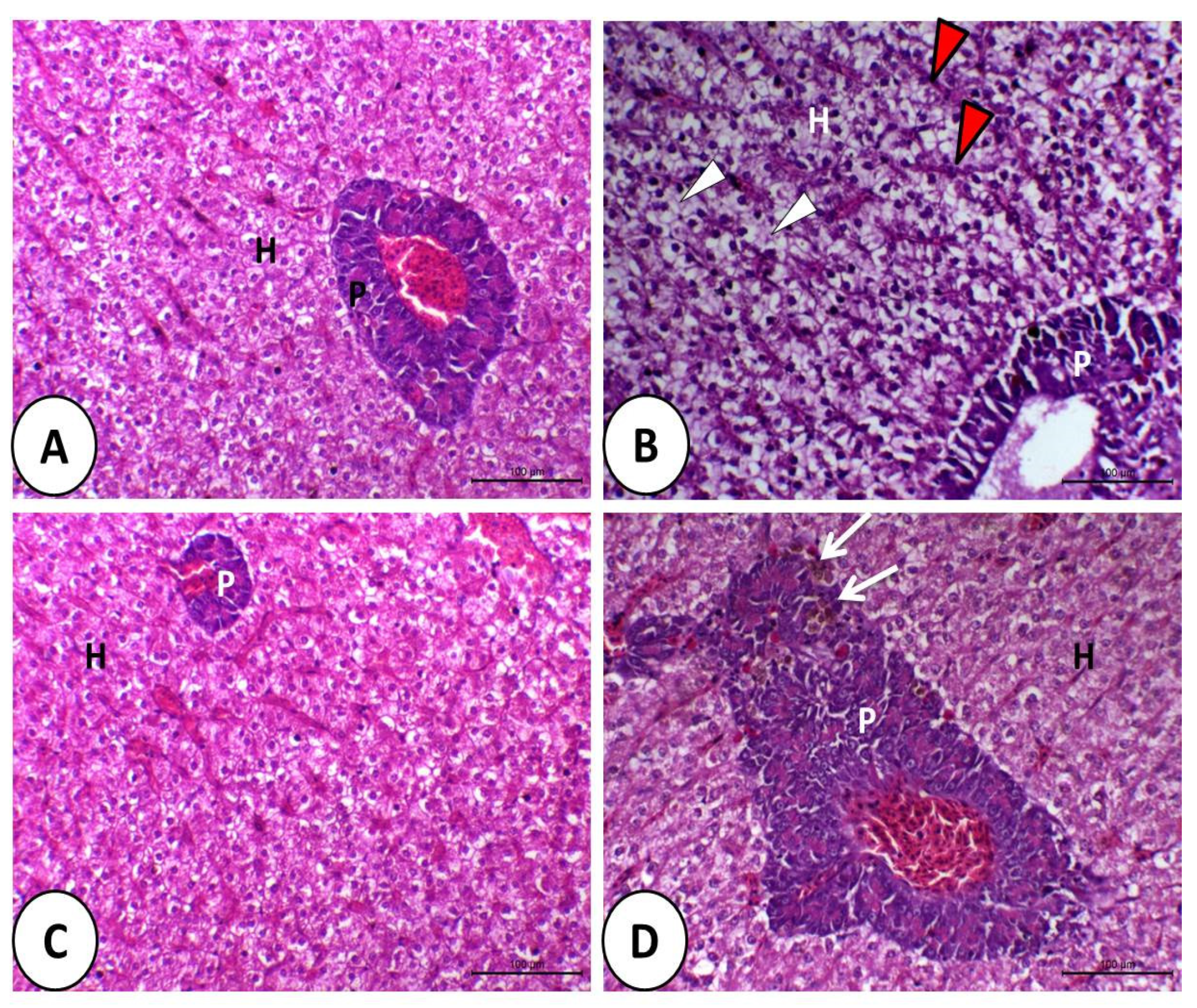 Animals 11 01790 g004