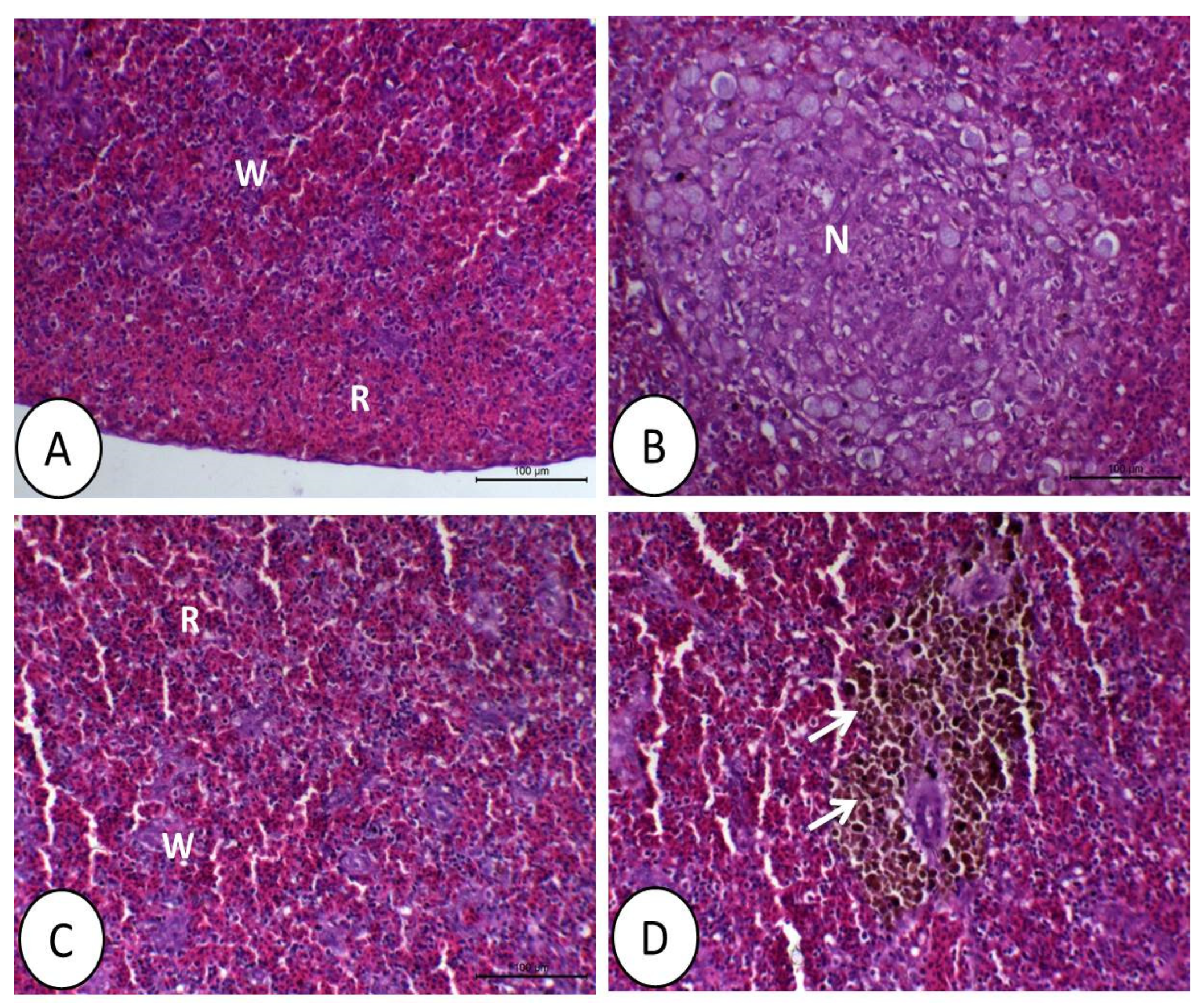 Animals 11 01790 g005