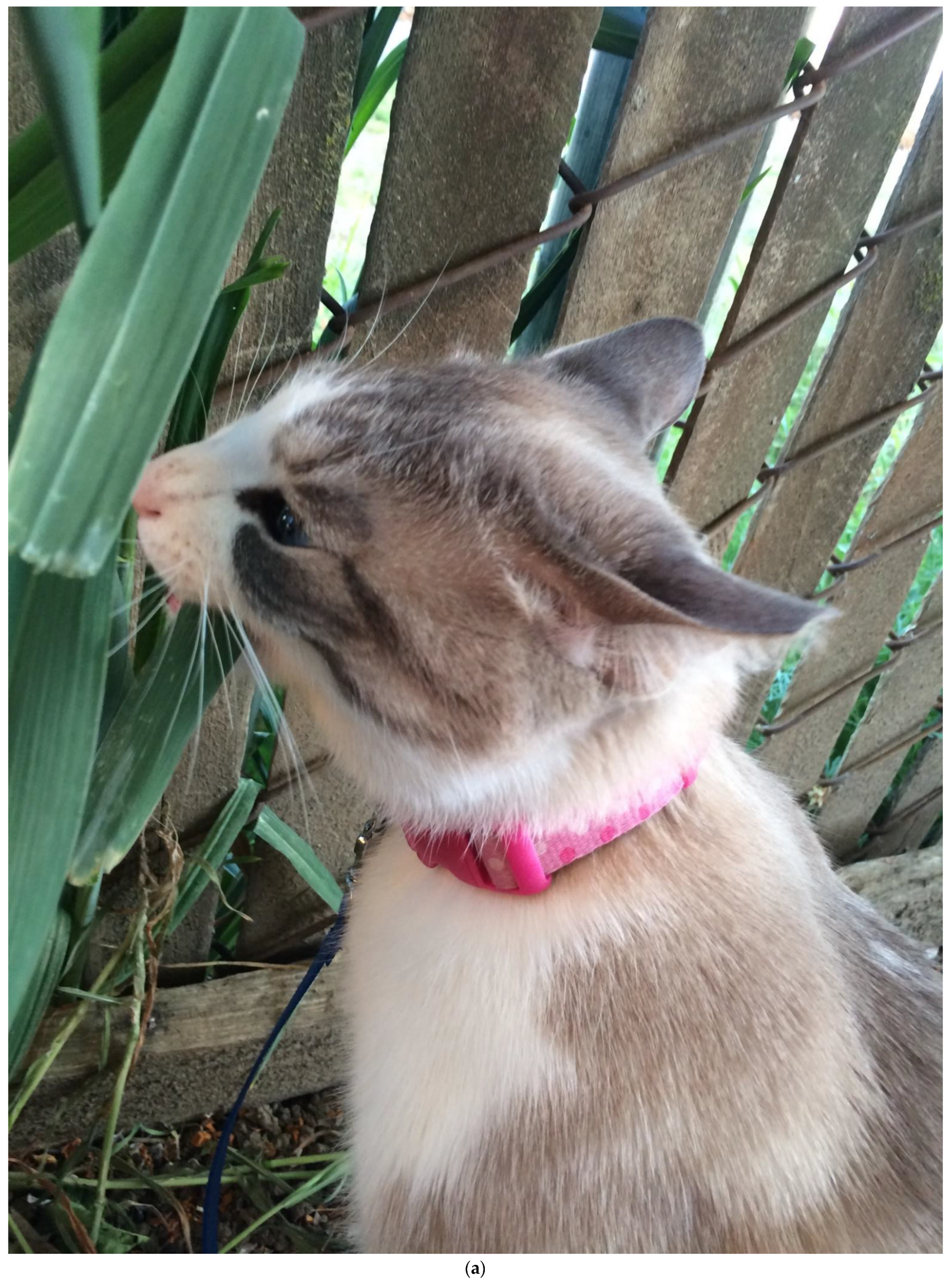 Animals 11 01853 g001a