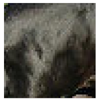 Animals 11 01859 i002