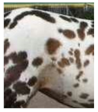 Animals 11 01859 i004