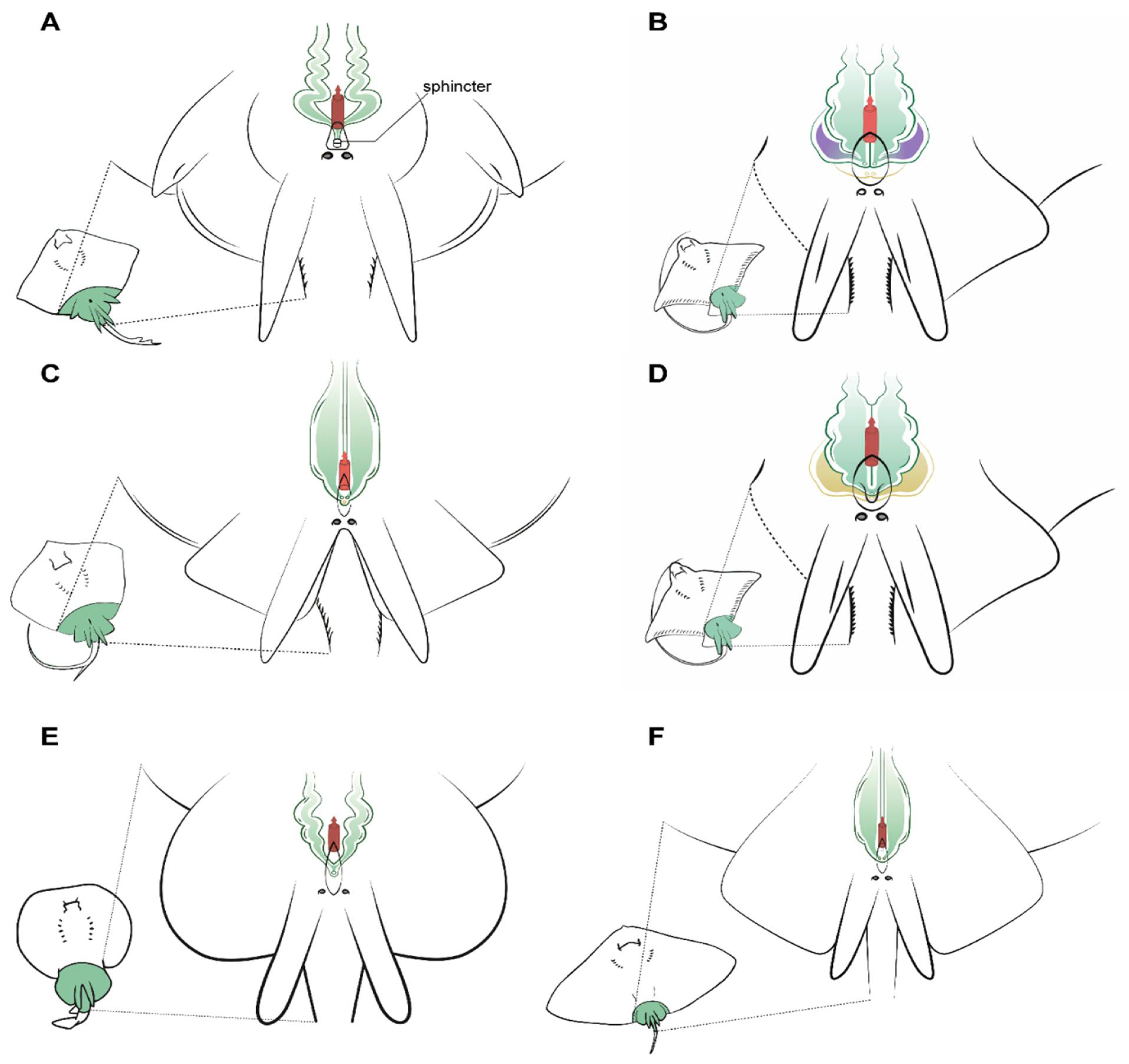 Animals 11 01888 g006