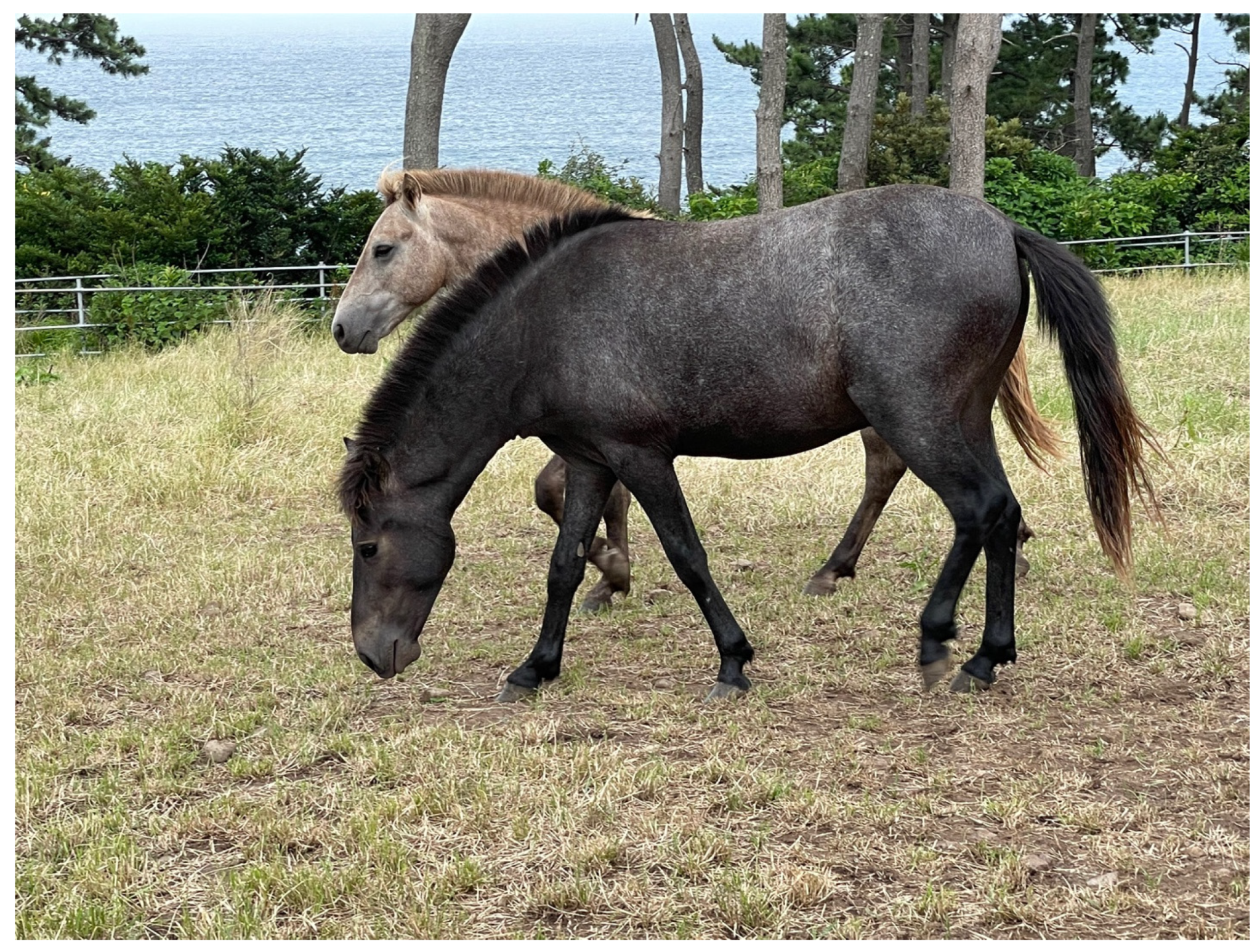 Animals 11 01924 g001