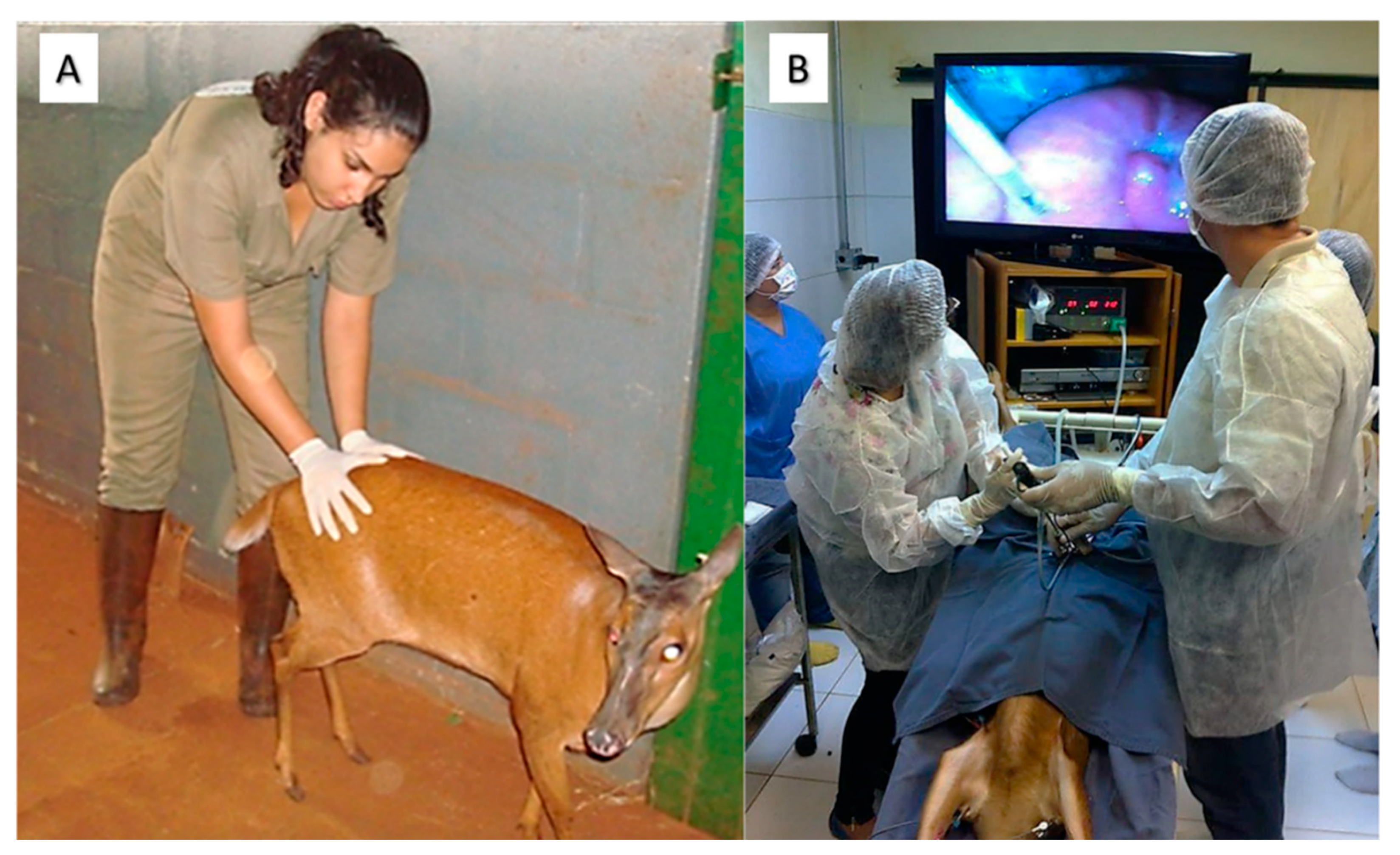 Animals 11 01961 g003 Animals 11 01961 g003