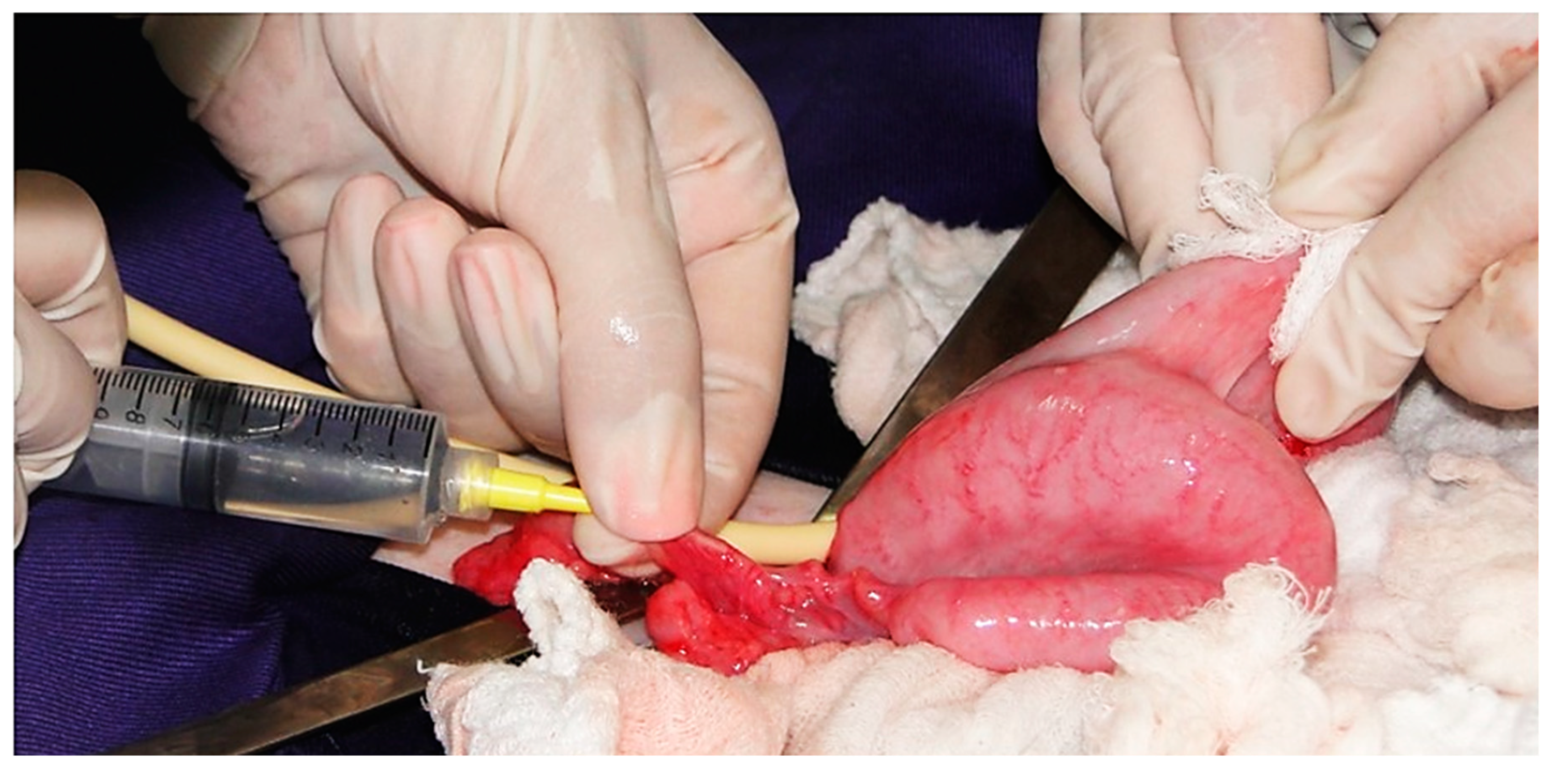 Animals 11 01961 g004 Animals 11 01961 g004