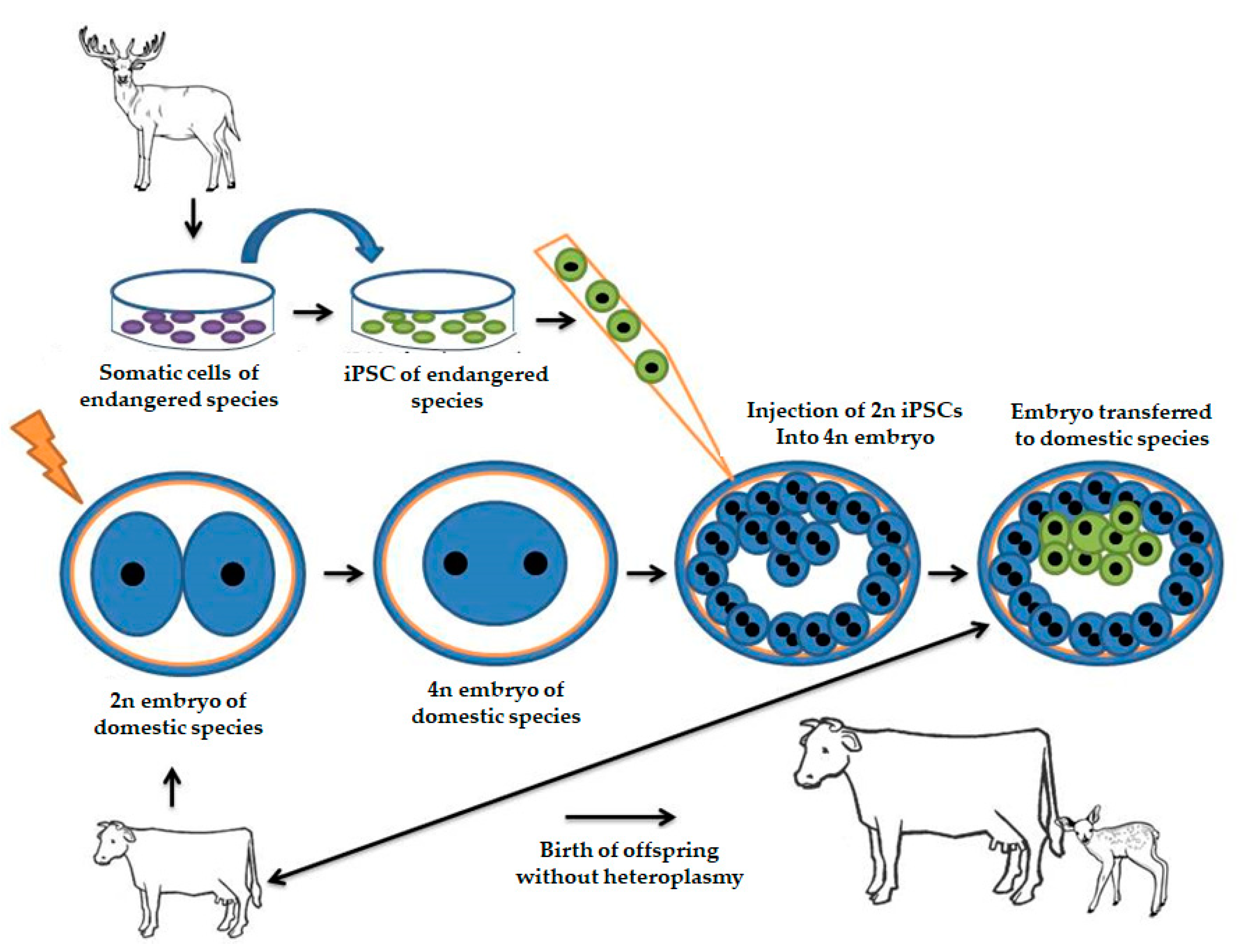 Animals 11 01961 g007 Animals 11 01961 g007