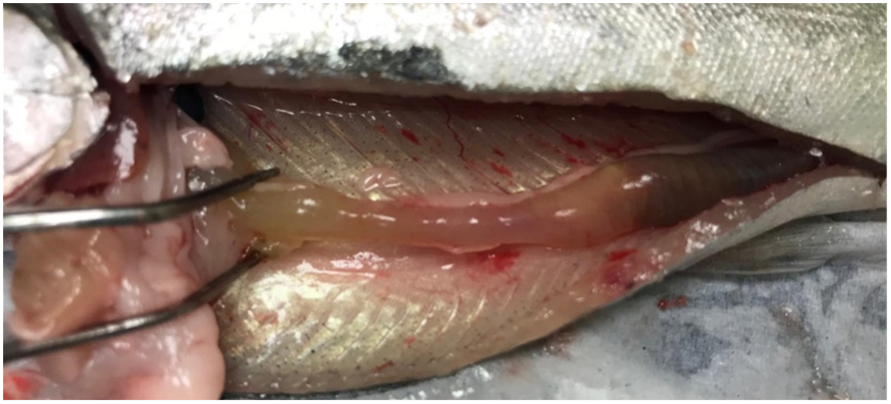 Animals 11 01974 g001