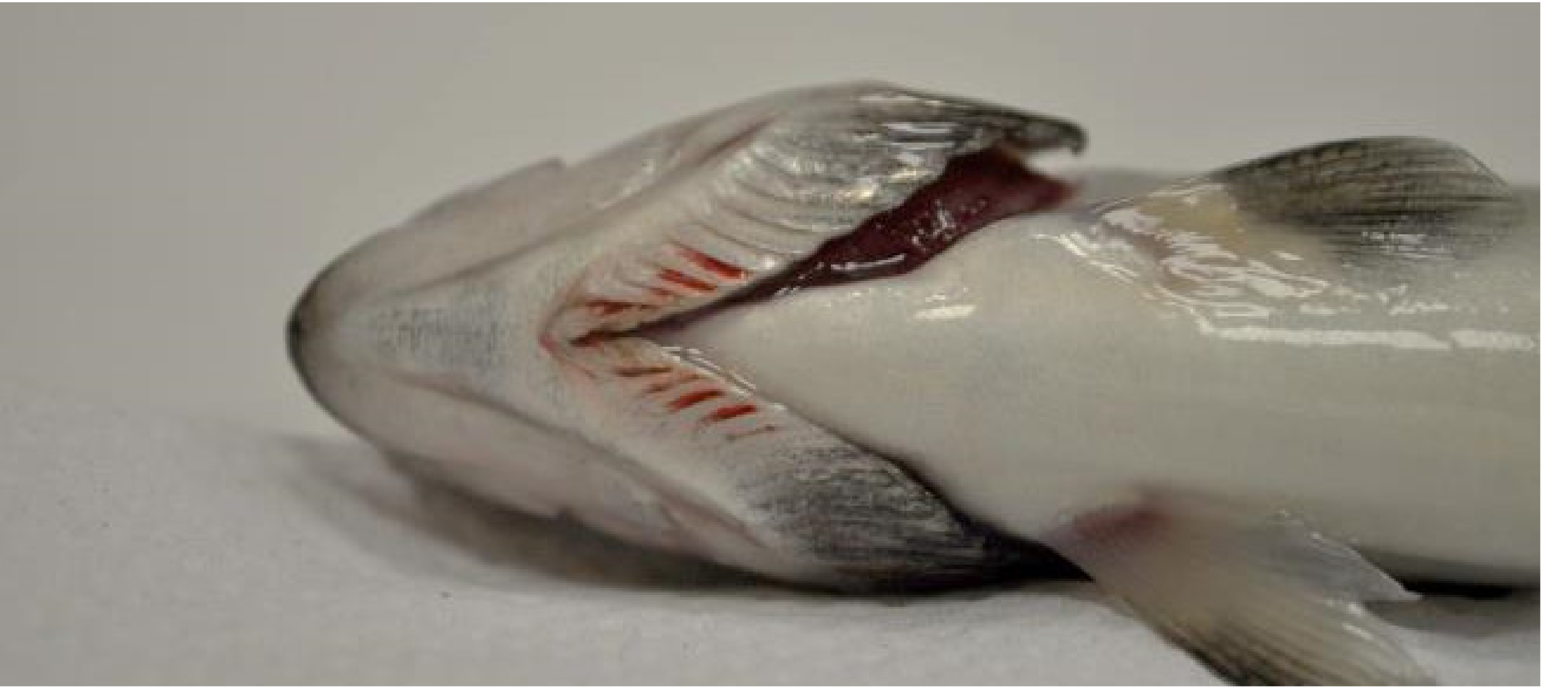 Animals 11 01974 g002