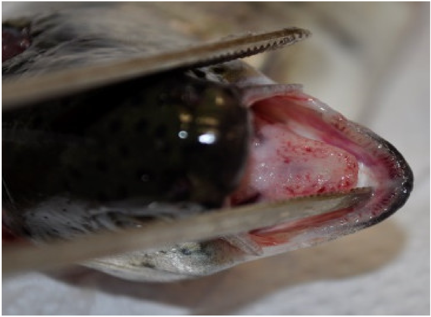 Animals 11 01974 g003