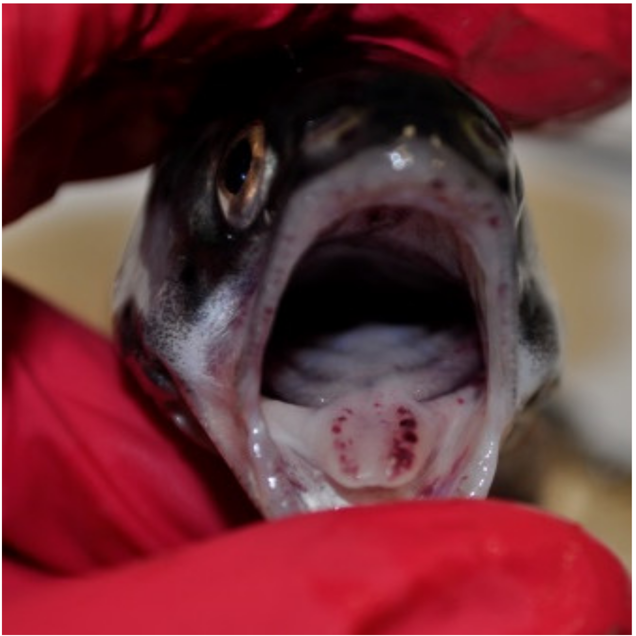 Animals 11 01974 g004