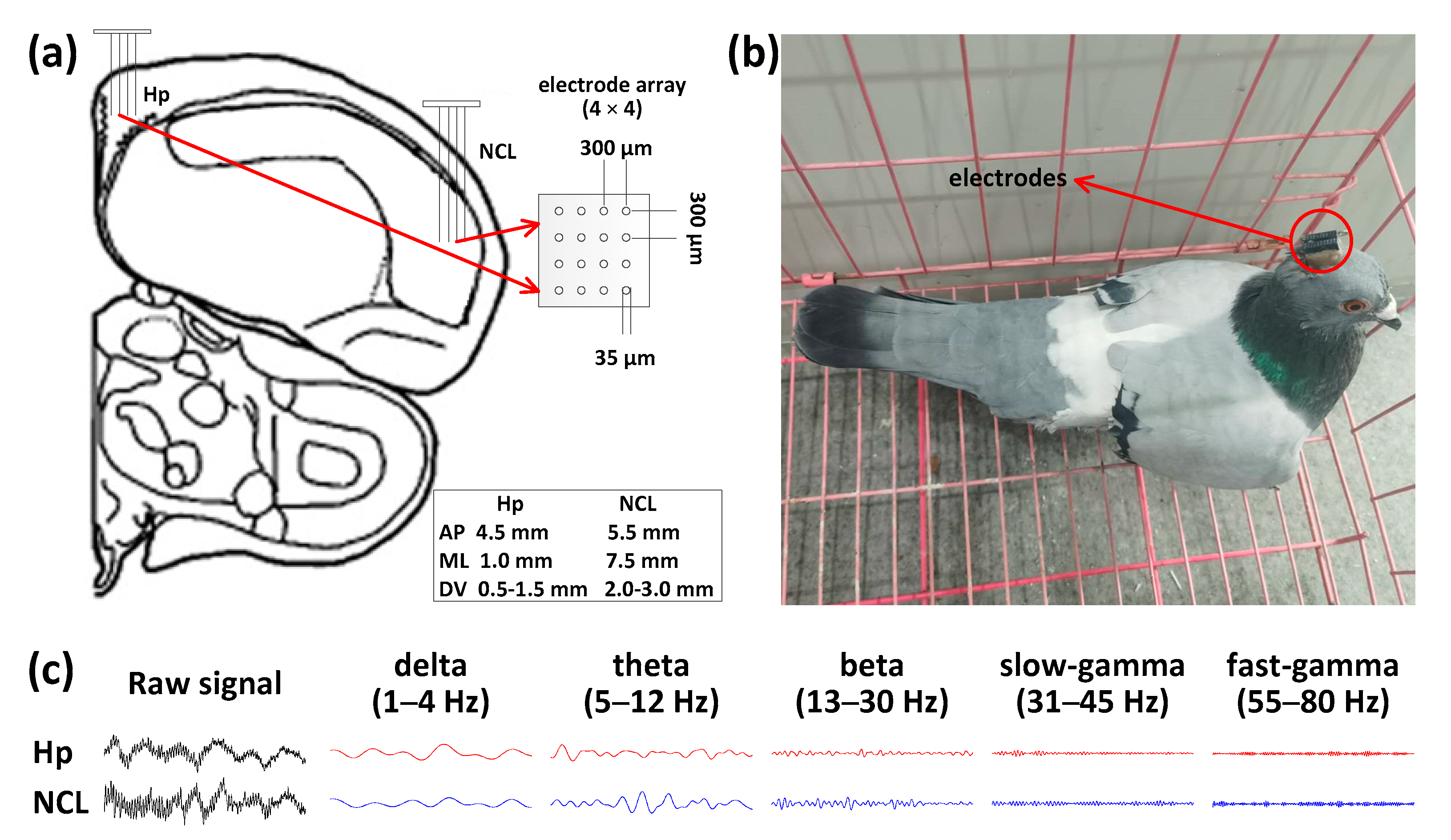 Animals 11 02003 g002