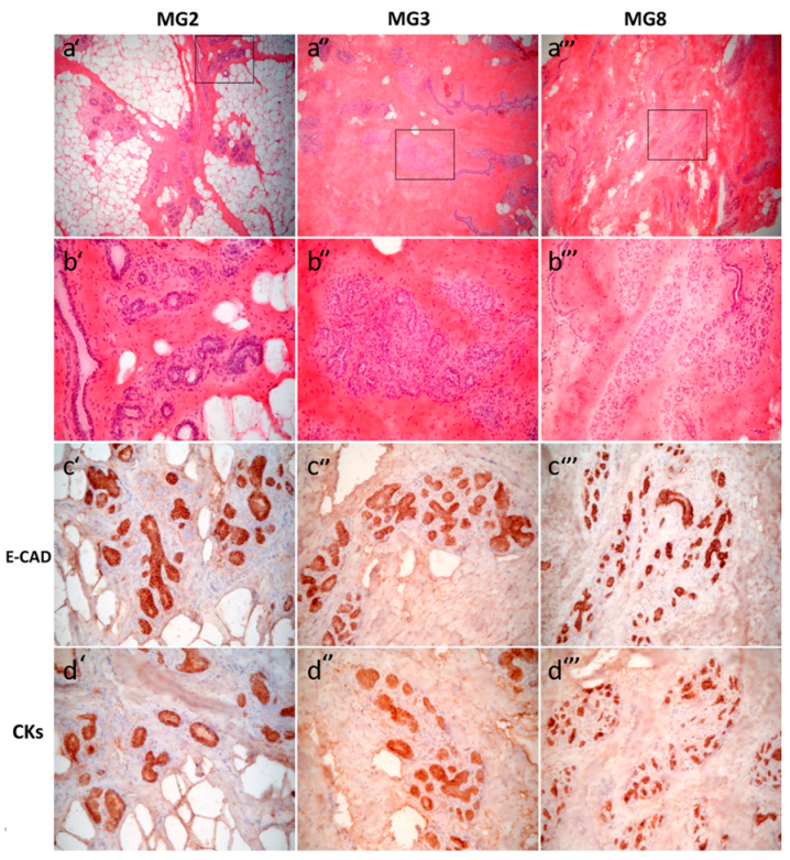 Animals 11 02012 g001