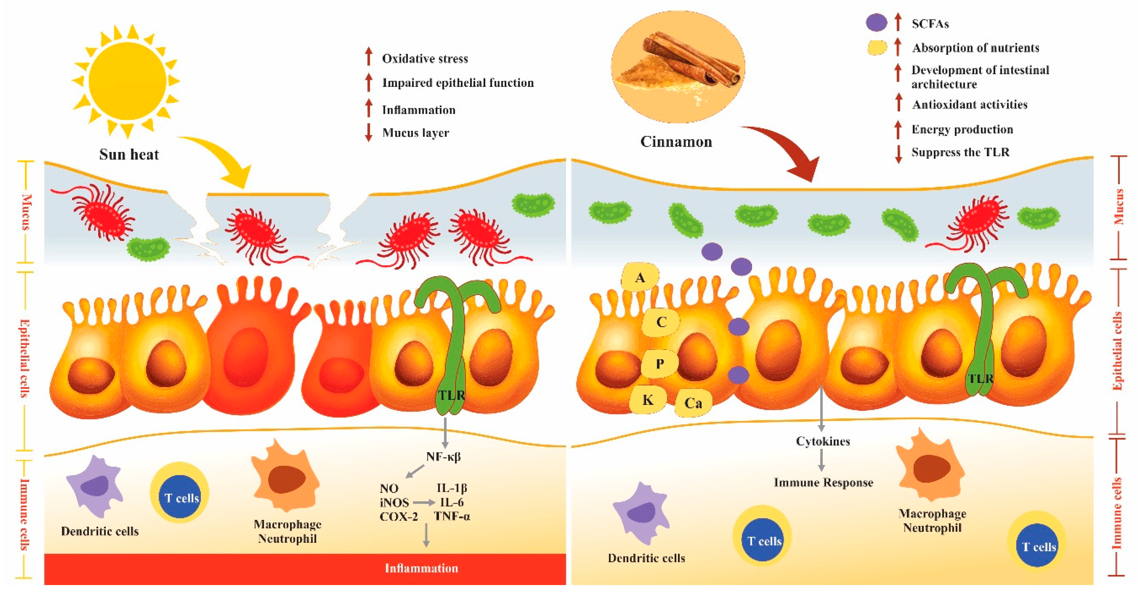 Animals 11 02026 g002