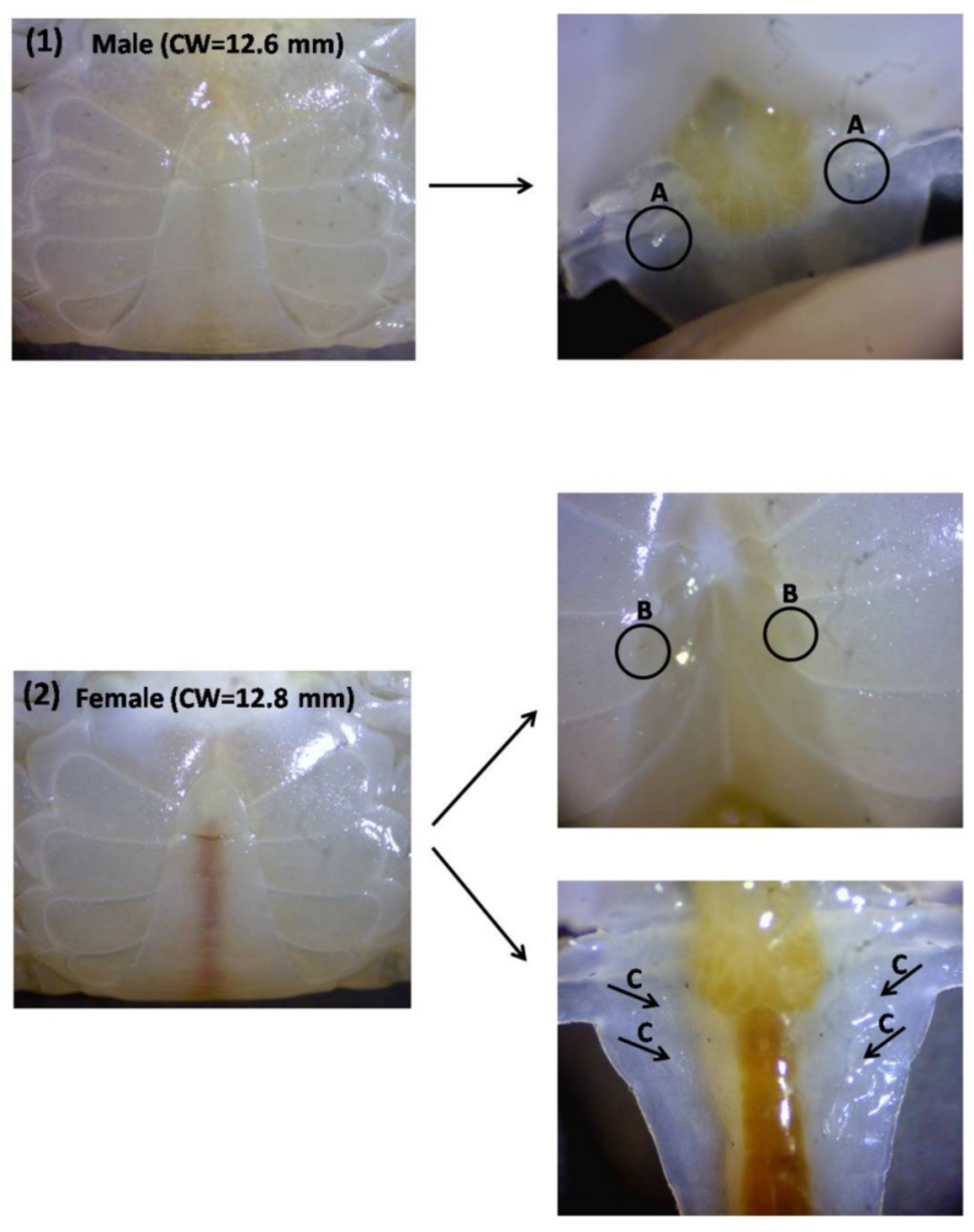 Animals 11 02034 g002