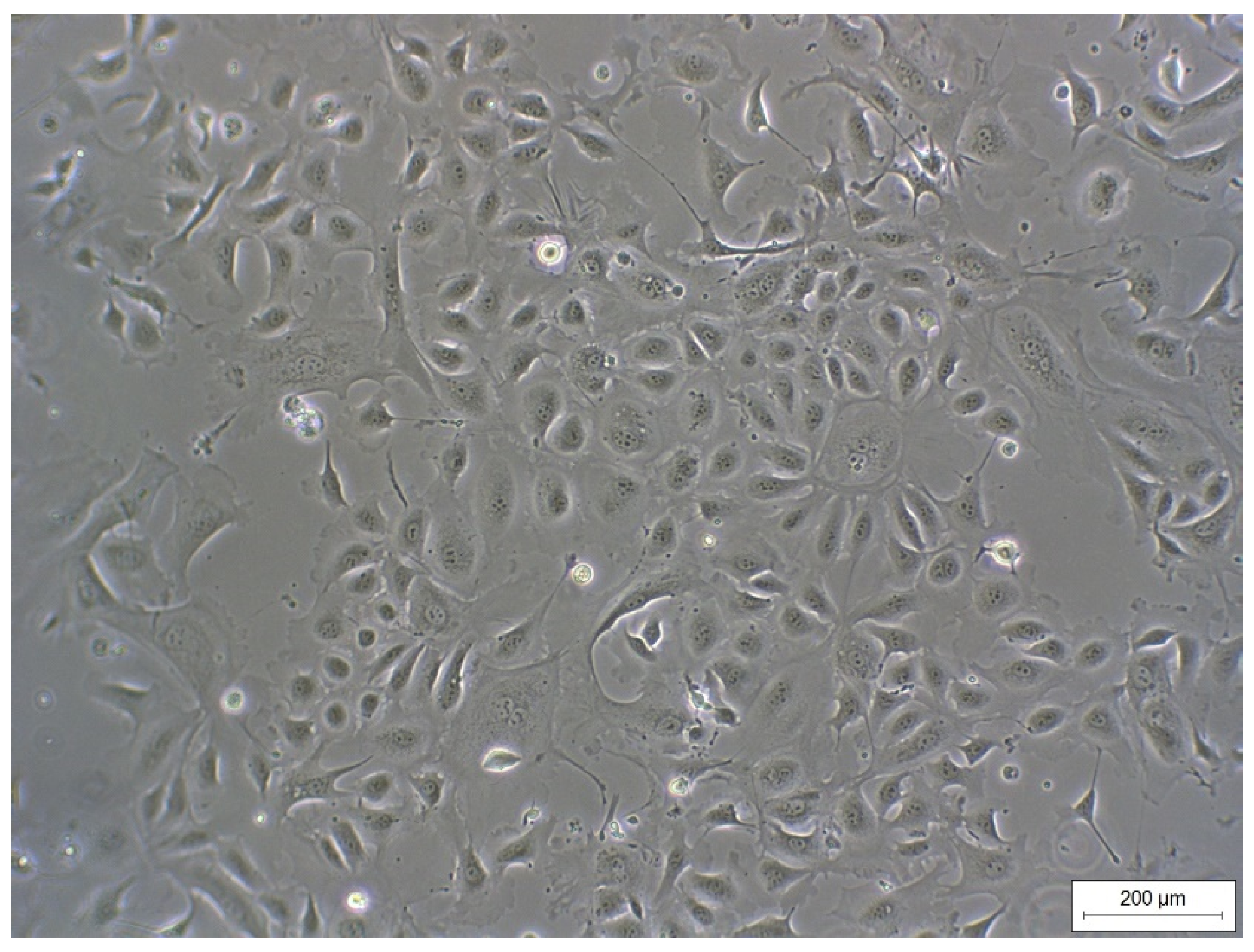 Animals 11 02058 g001