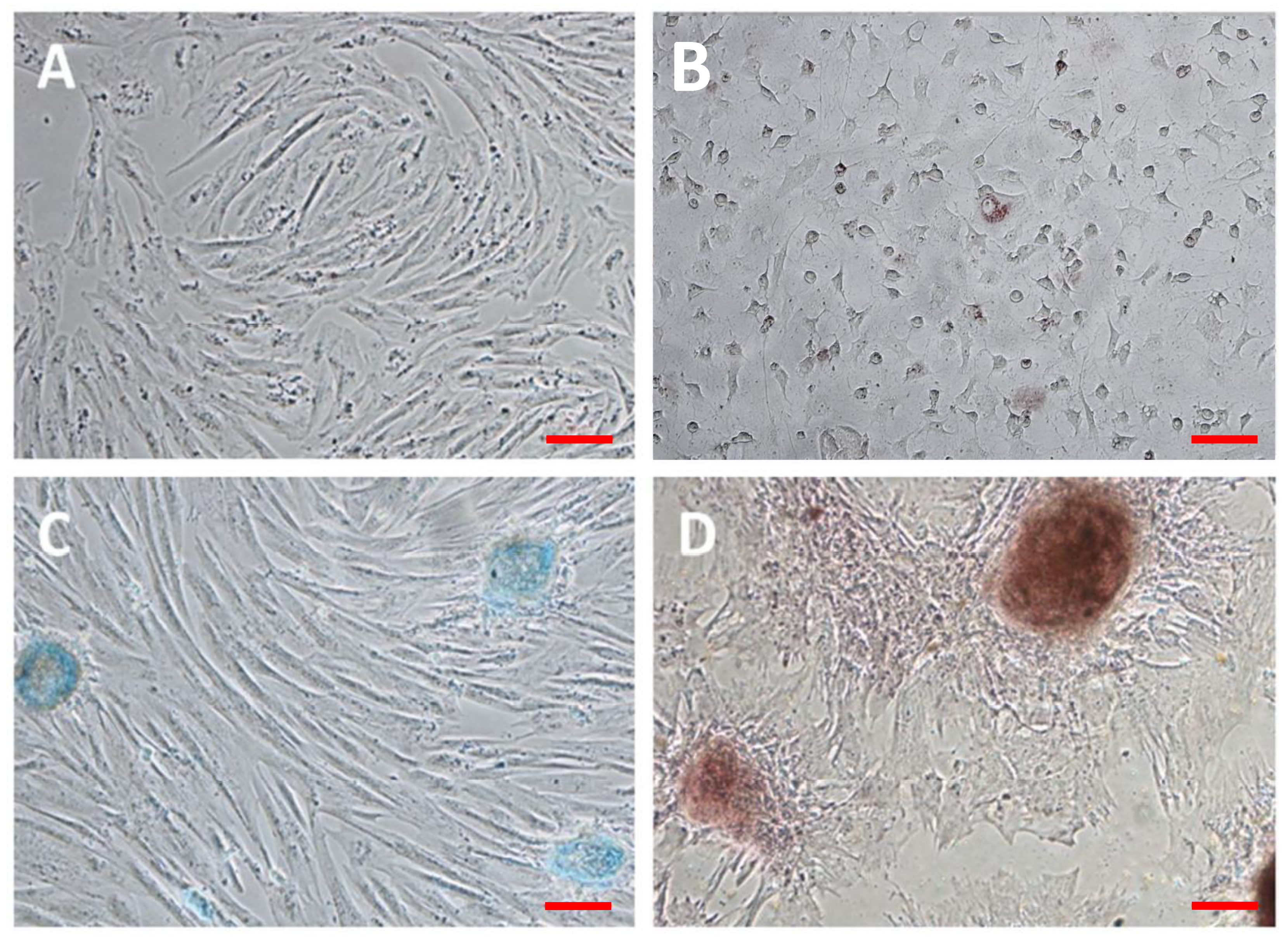 Animals 11 02061 g001