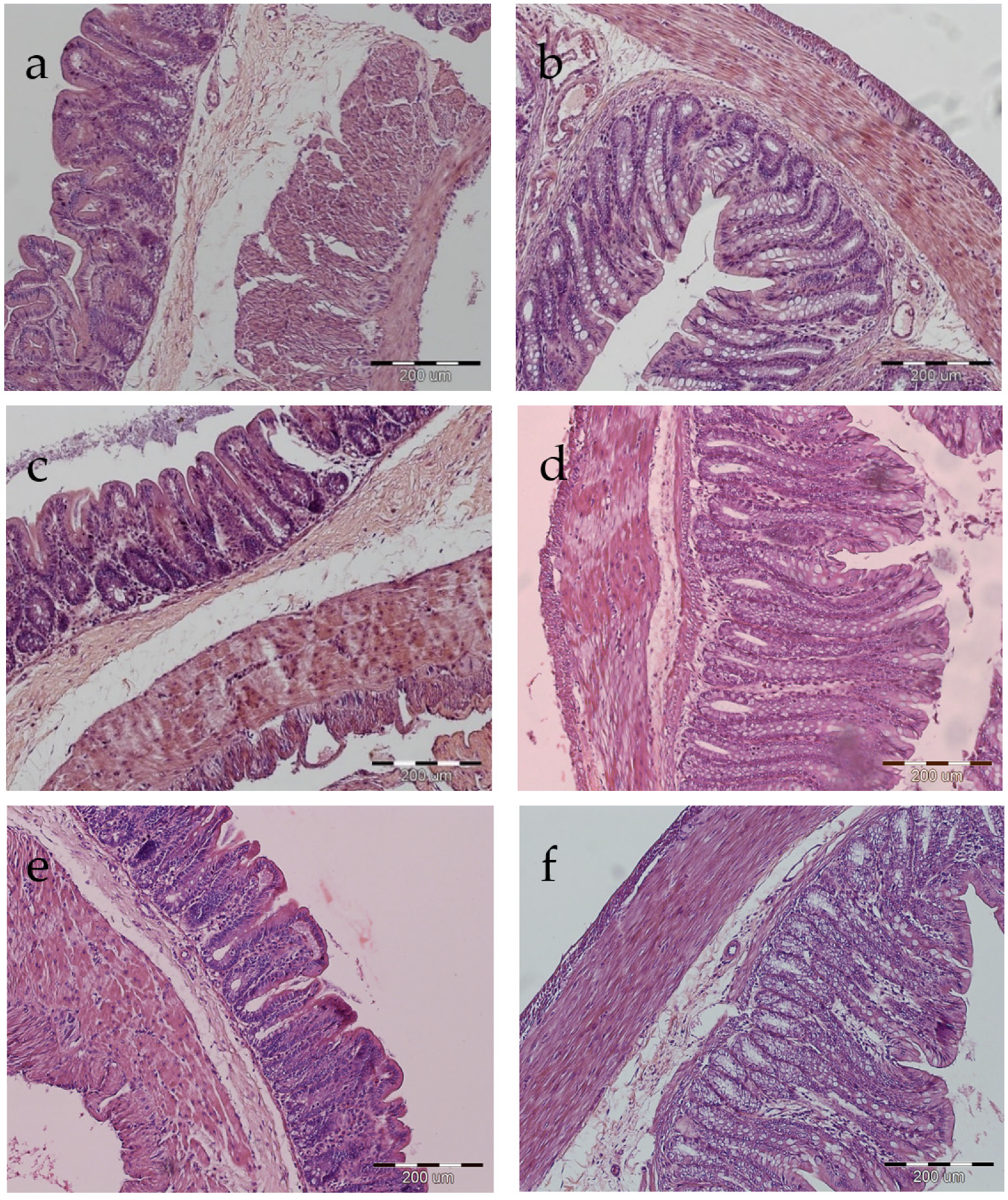 Animals 11 02069 g001