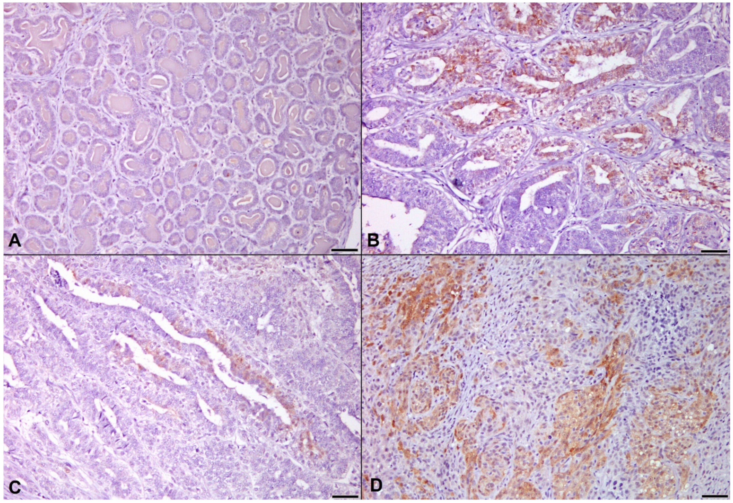 Animals 11 02079 g003