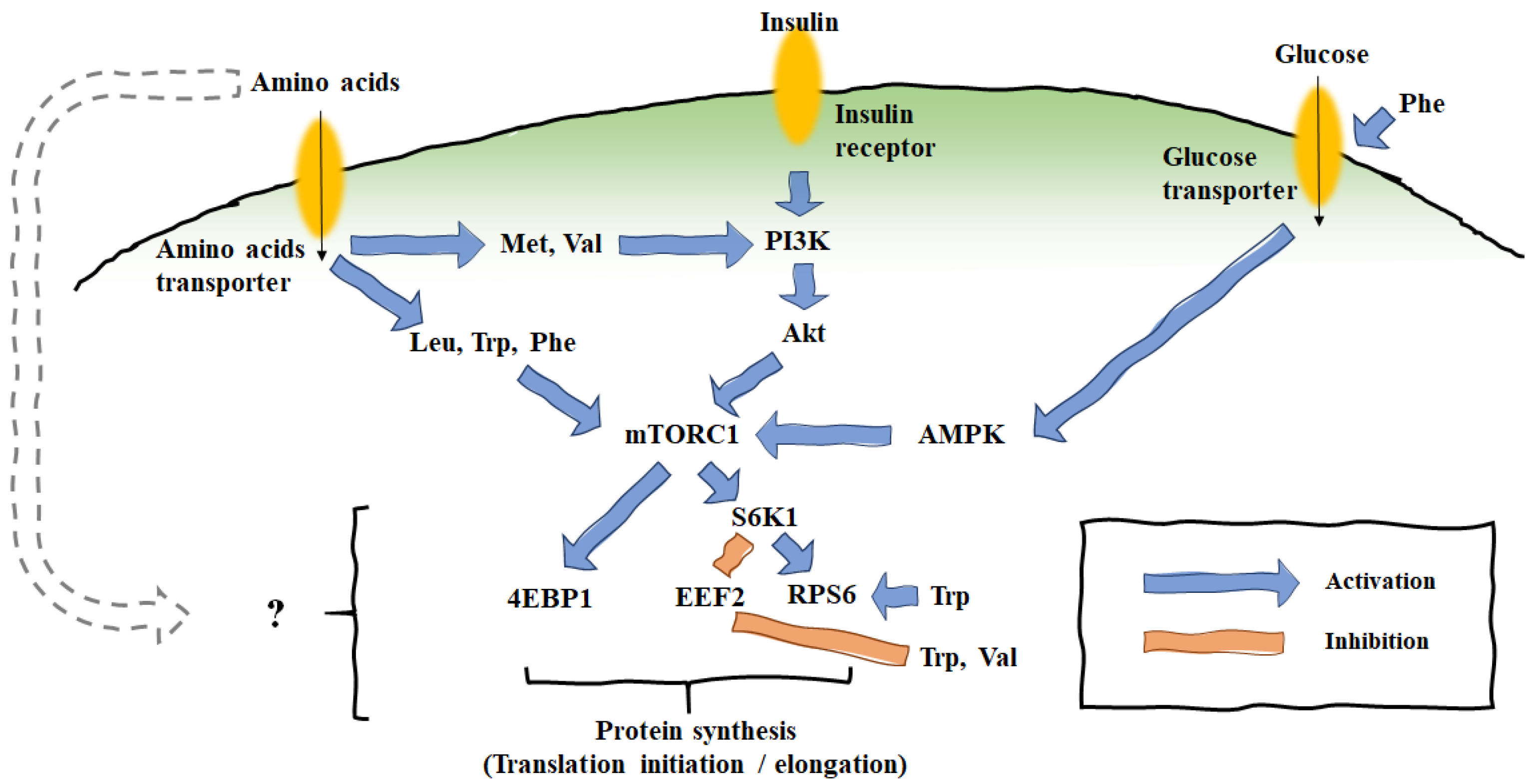 Animals 11 02118 g002 Animals 11 02118 g002