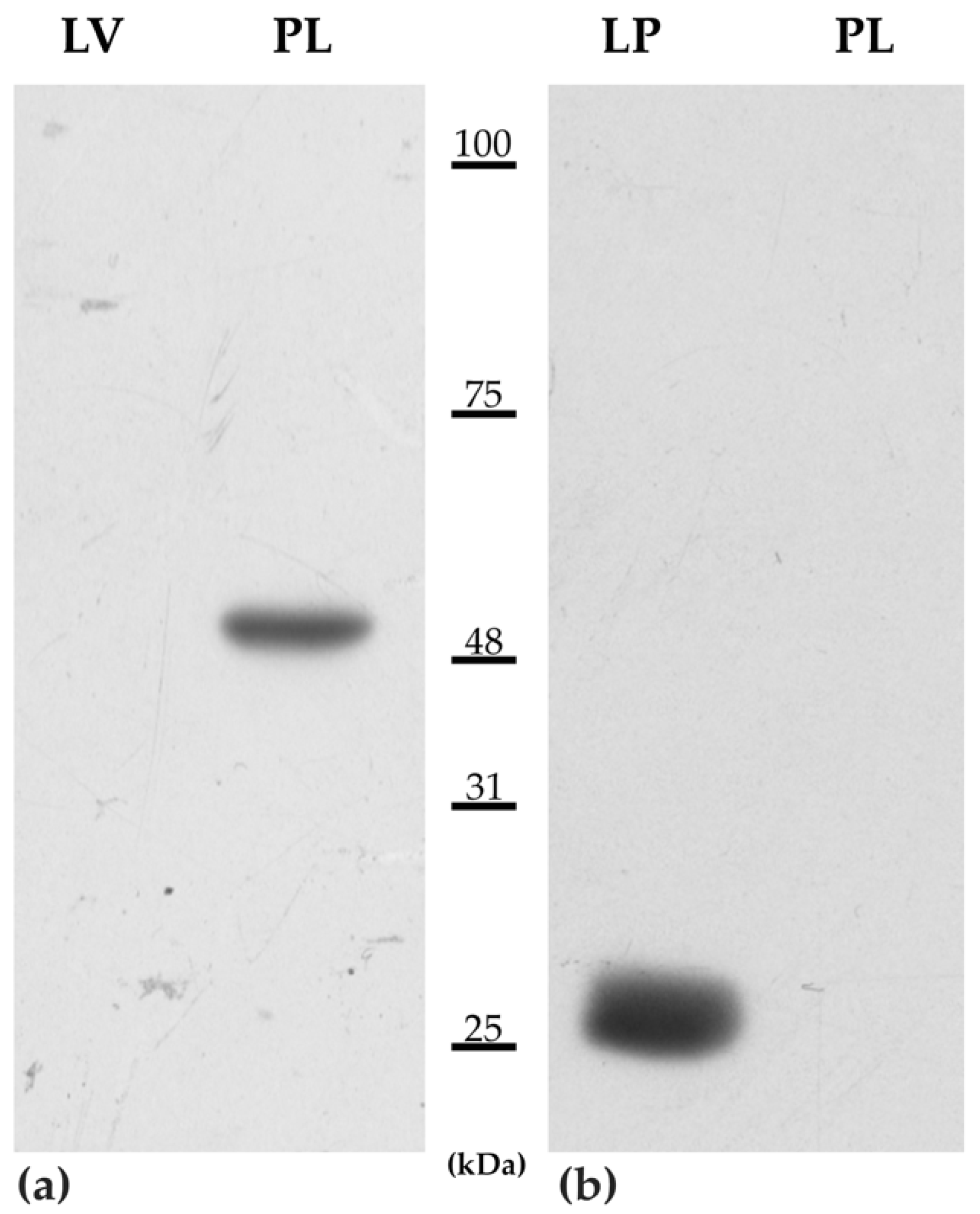 Animals 11 02121 g001