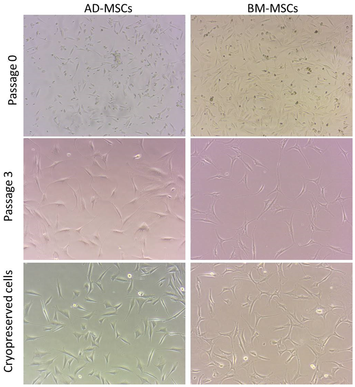 Animals 11 02153 g002