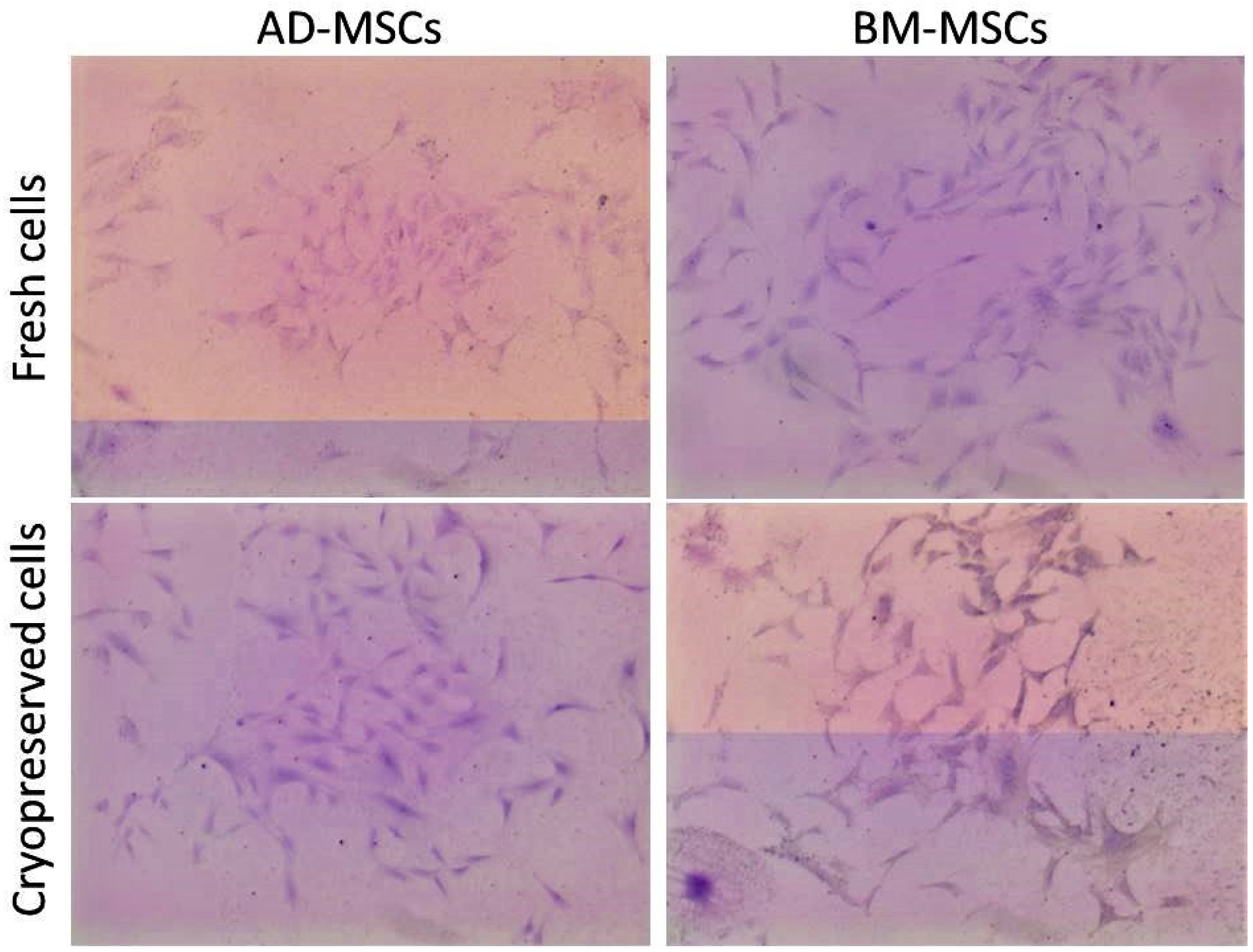 Animals 11 02153 g003