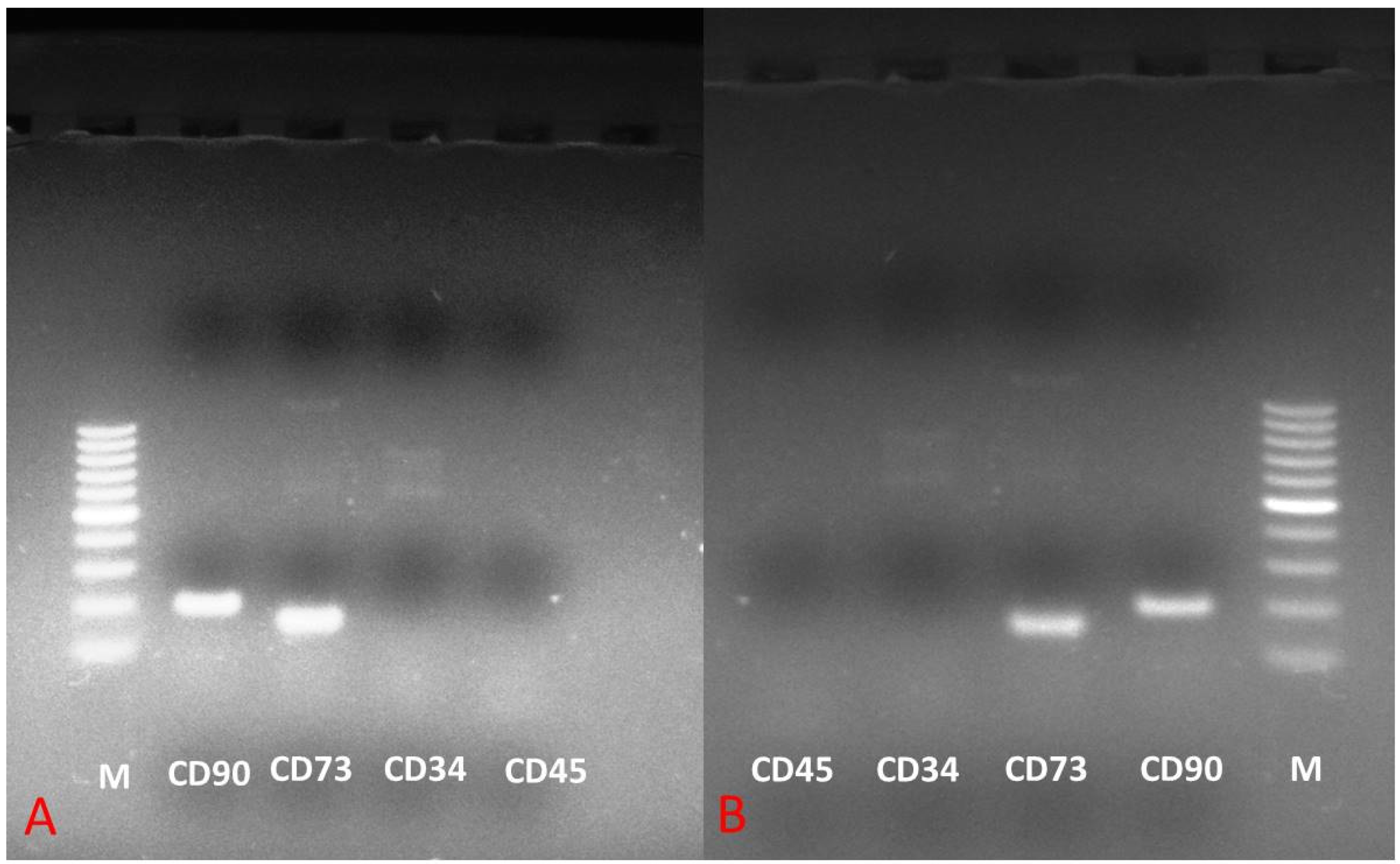 Animals 11 02153 g004