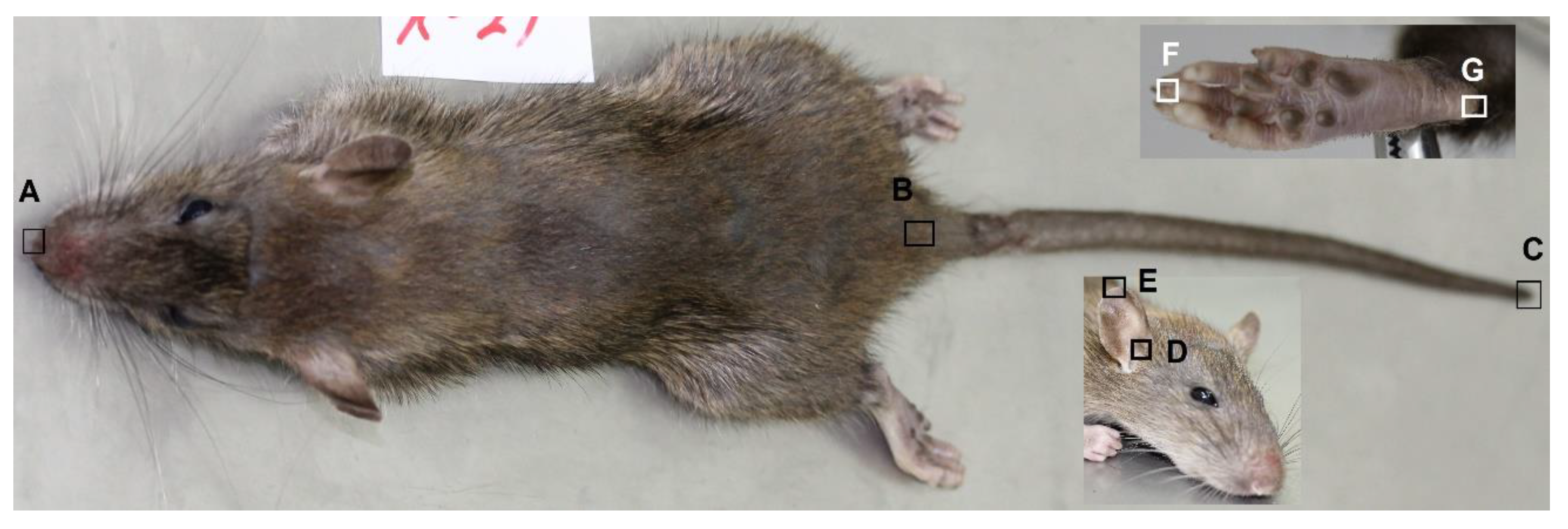 Animals 11 02162 g002