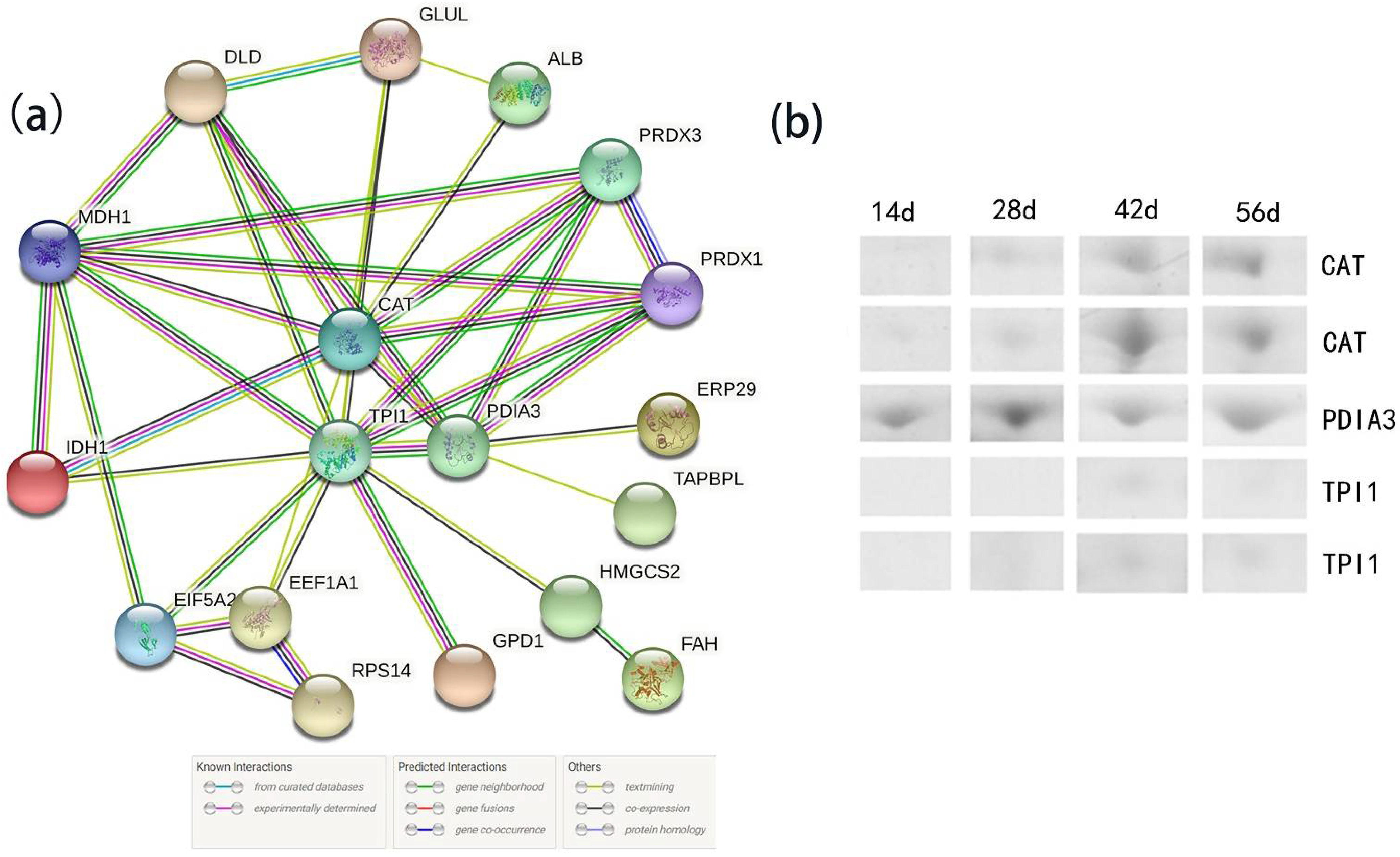 Animals 11 02180 g006