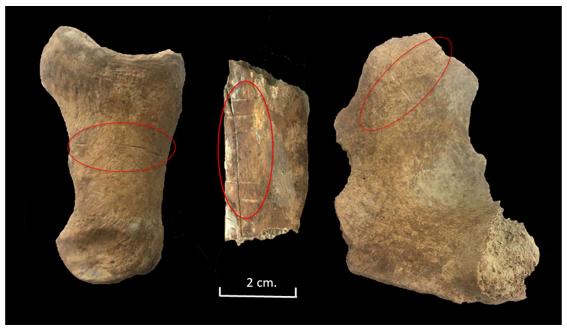 Animals 11 02214 g010