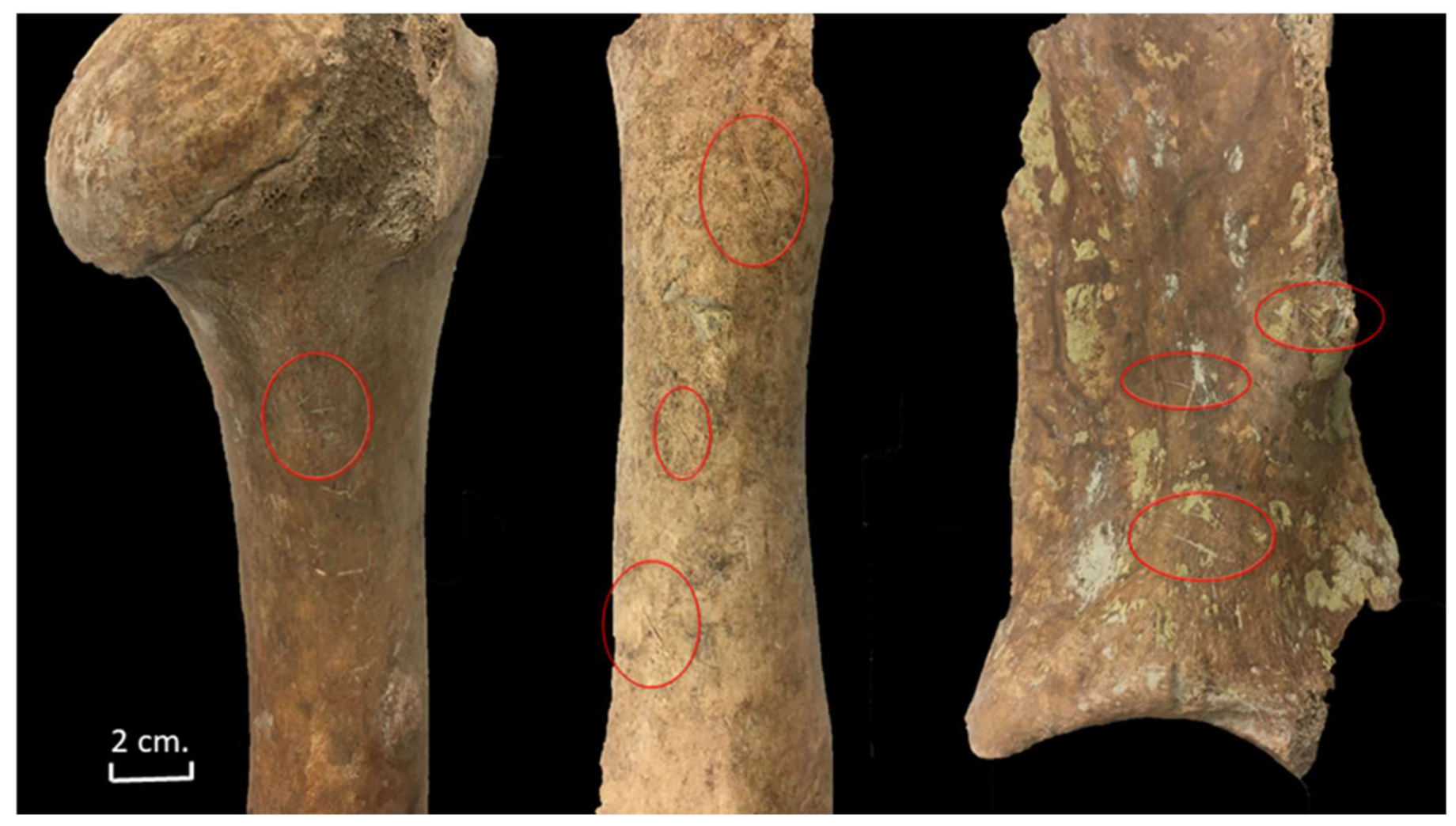 Animals 11 02214 g011