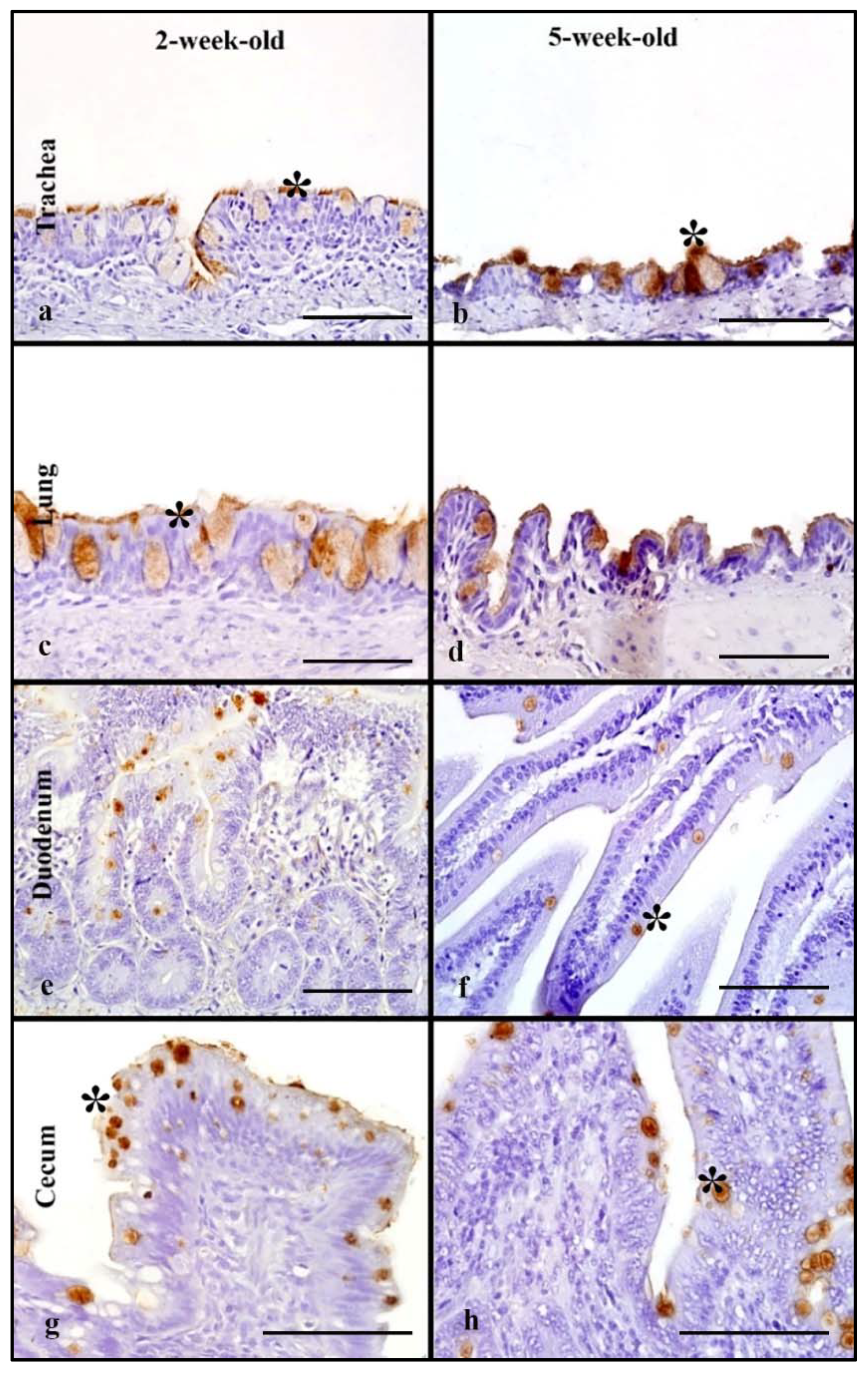 Animals 11 02223 g001