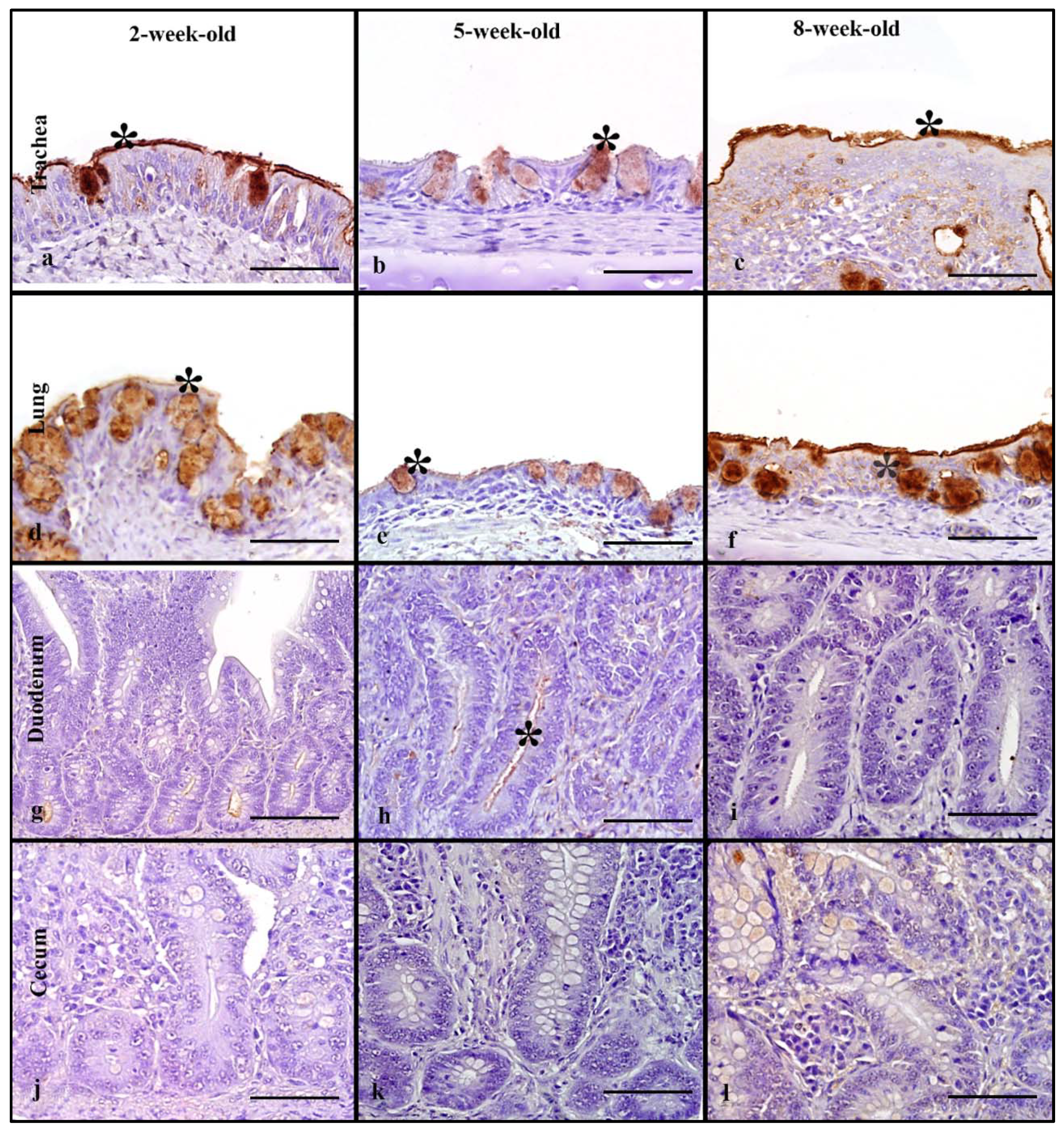 Animals 11 02223 g002