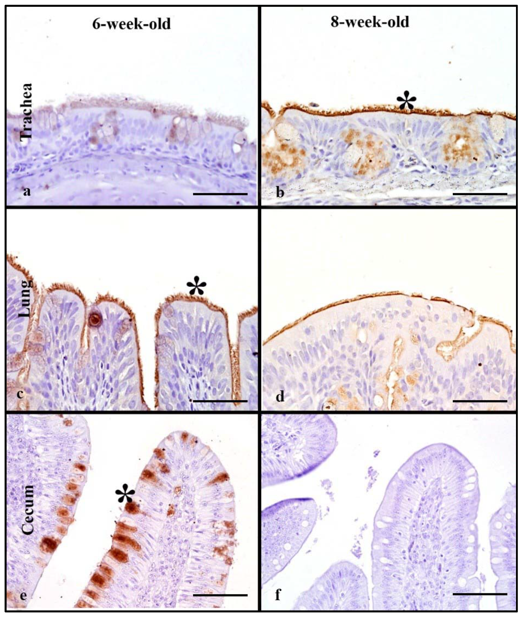 Animals 11 02223 g003