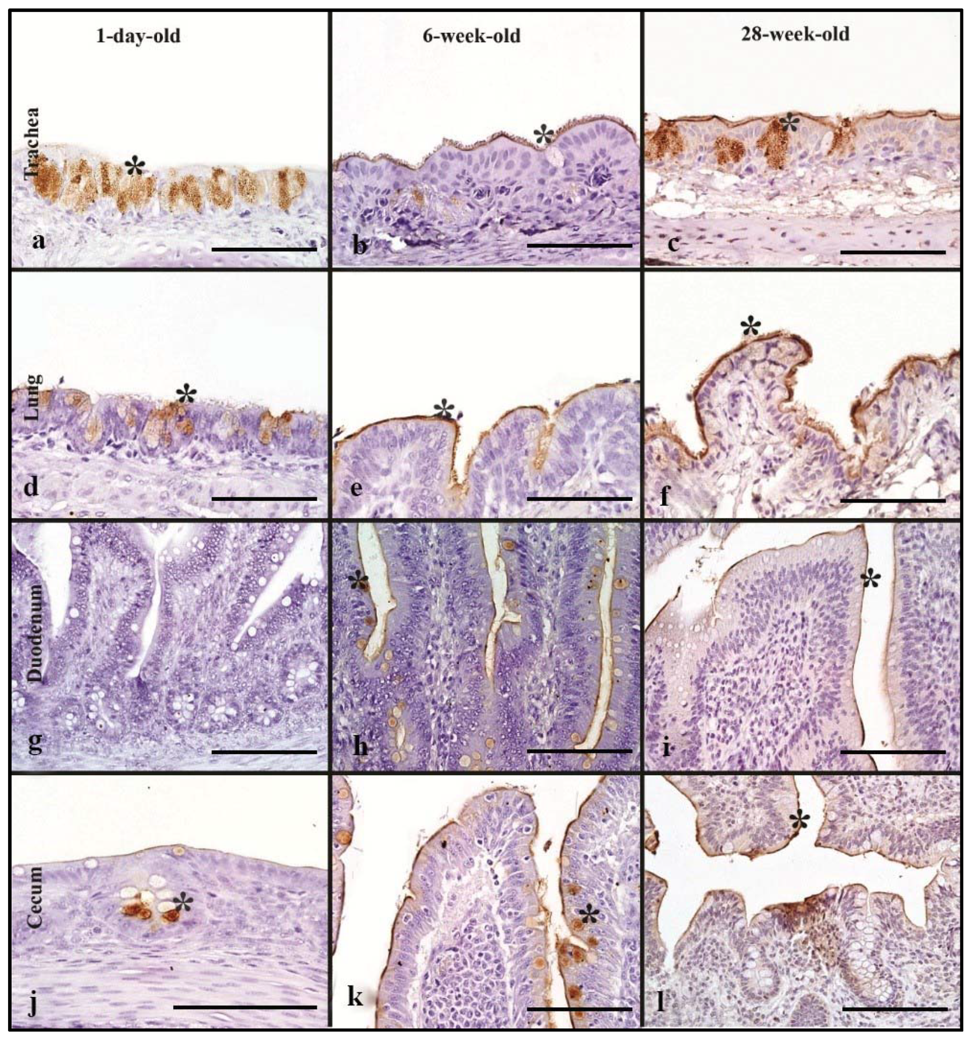 Animals 11 02223 g004