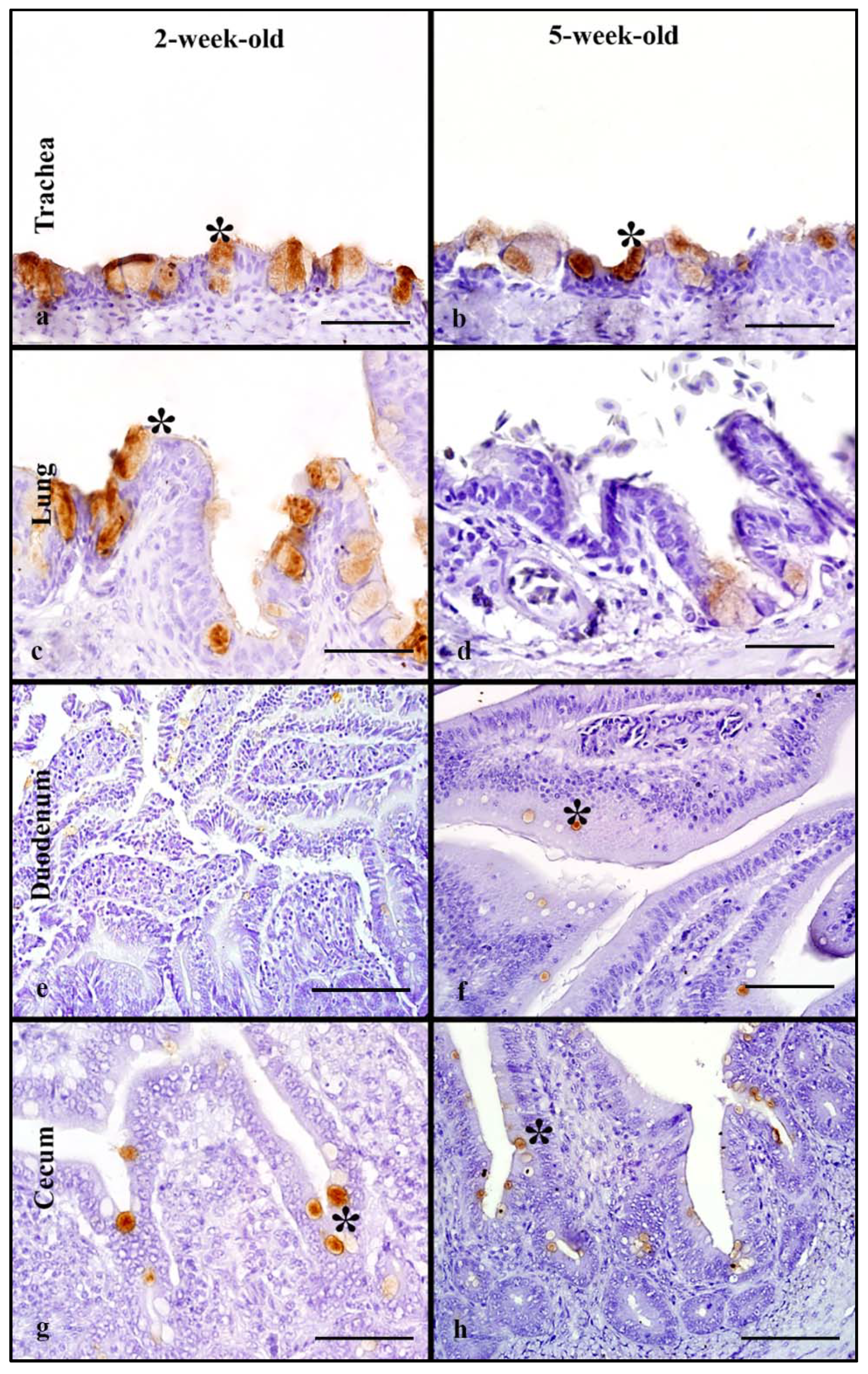 Animals 11 02223 g006