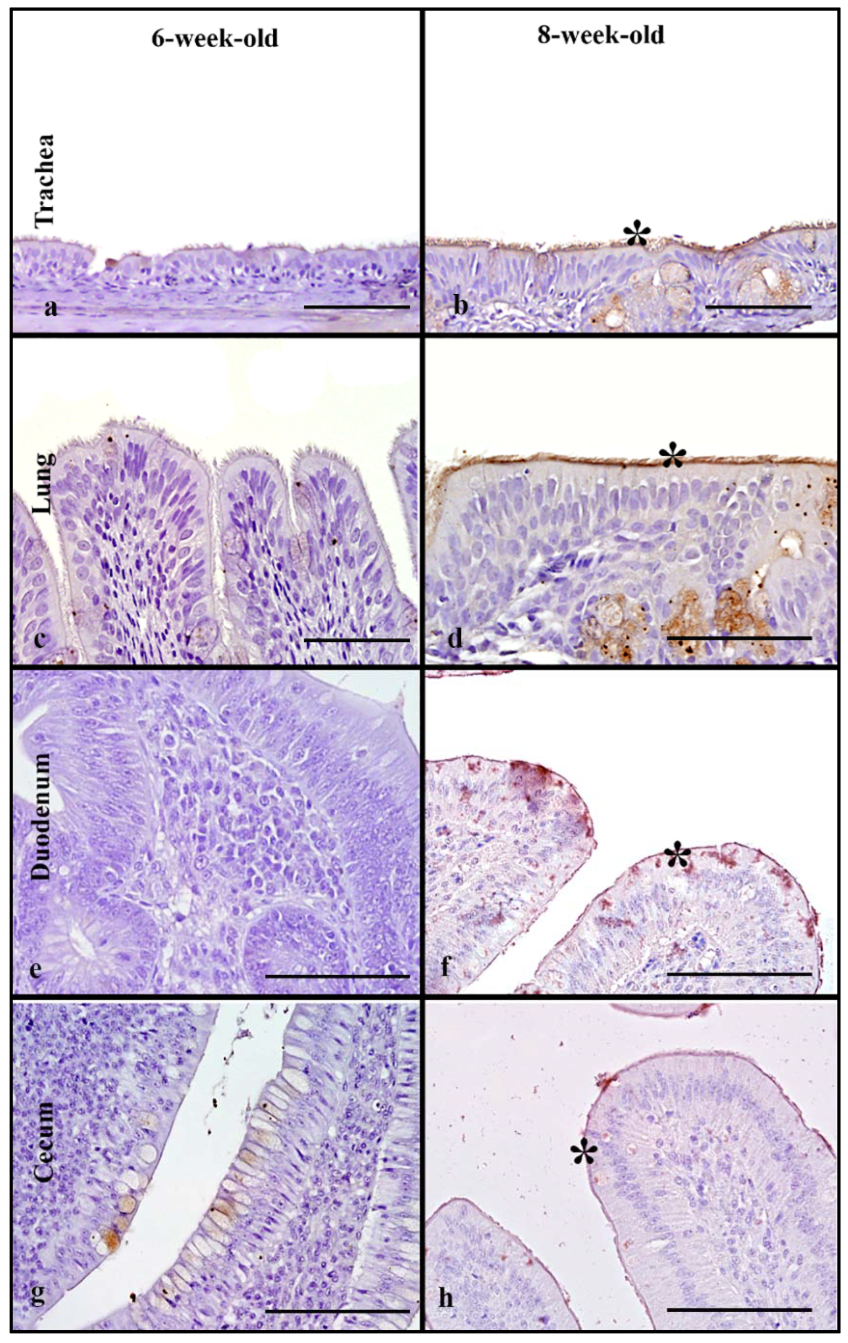 Animals 11 02223 g008